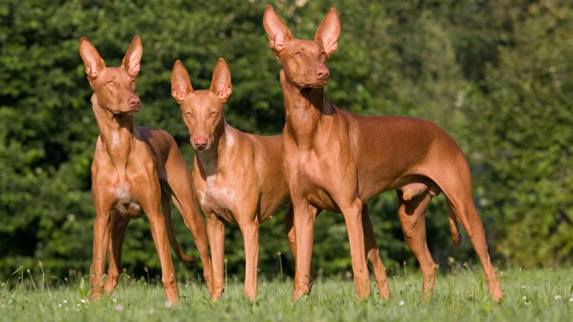 10 Rare Dog Breeds With A Rich History