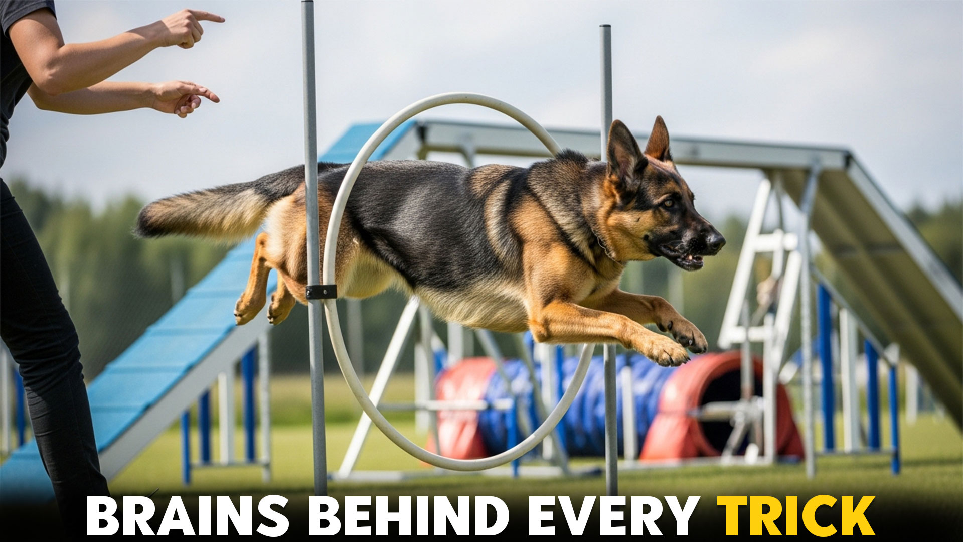 10-Smartest-Dog-Breeds-To-Train