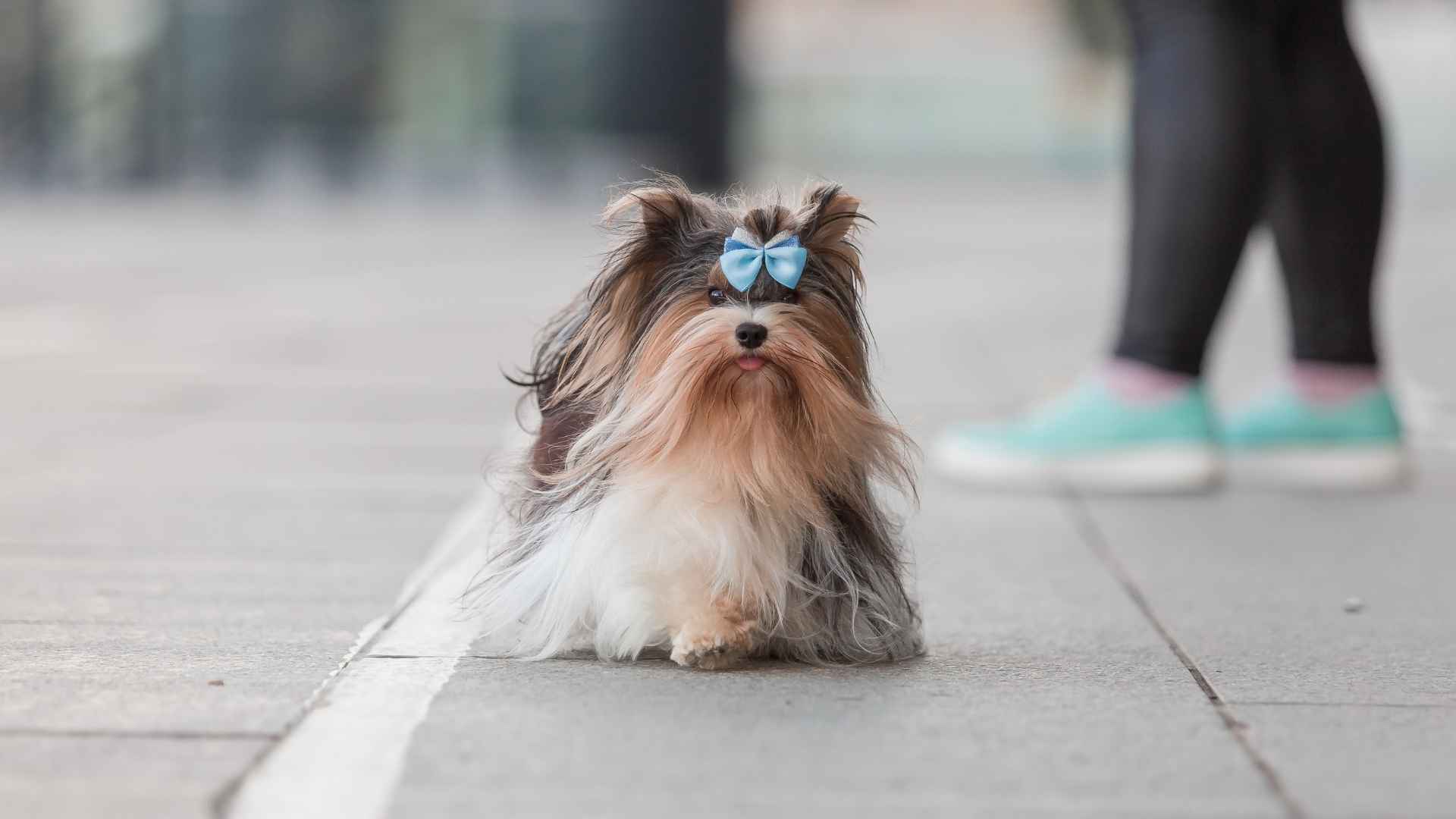 10 Stylish and Coolest Dog Breeds in the World