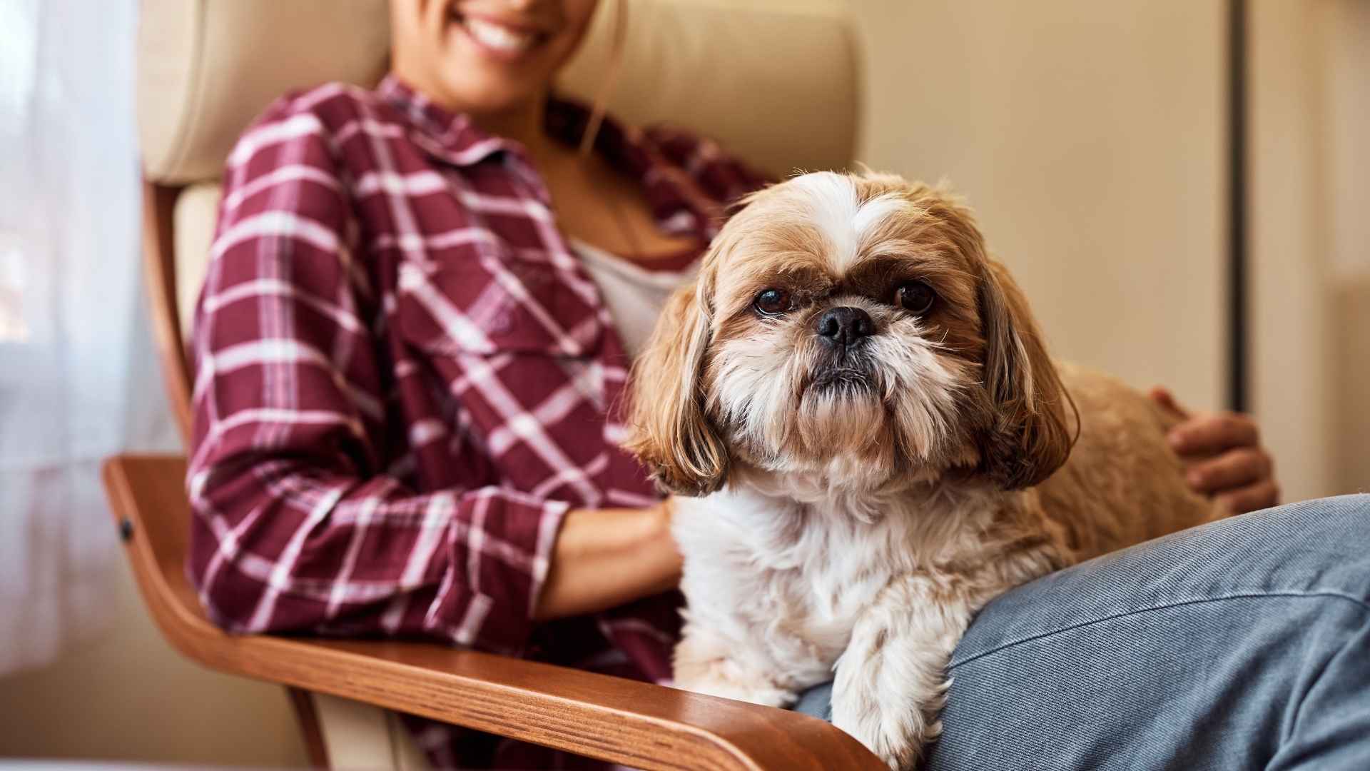 11 Loyal Dog Breeds That Make Life Feel Complete
