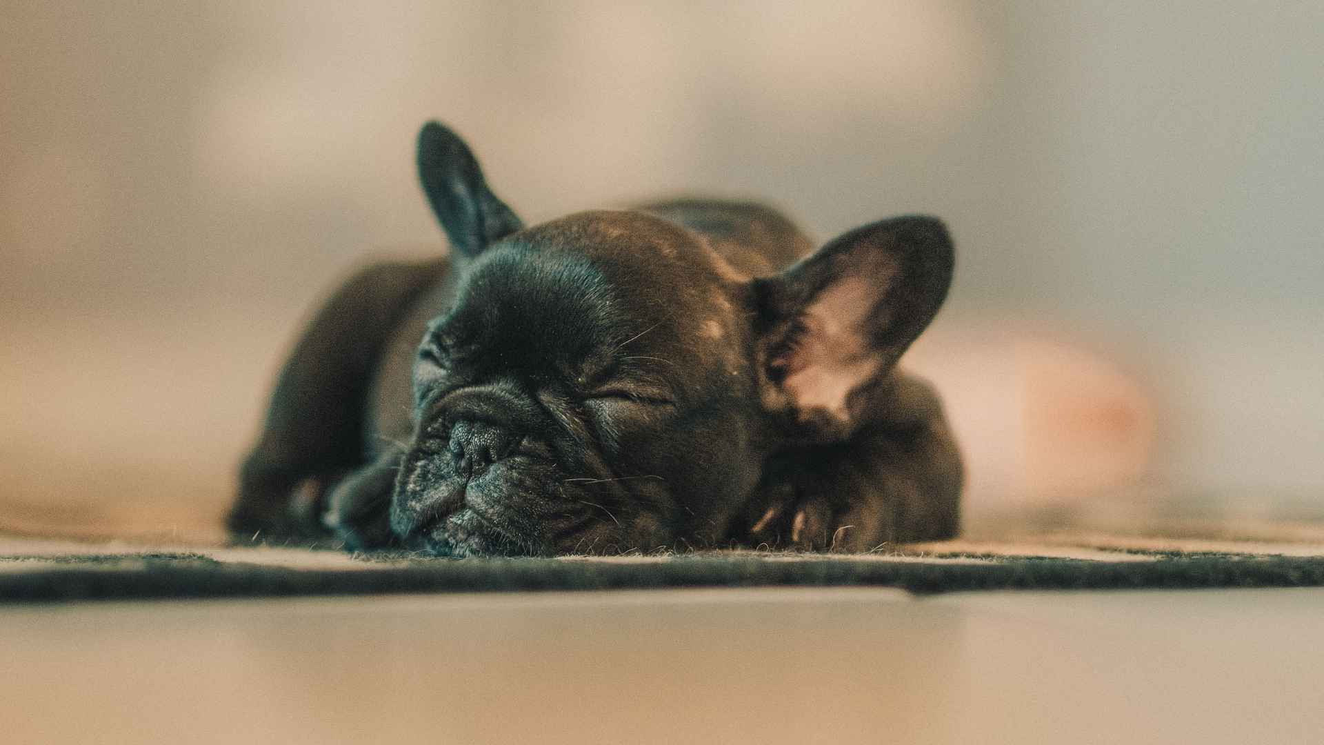 11 ‘Nap-Loving’ Dog Breeds That Love A Solid Nap Schedule