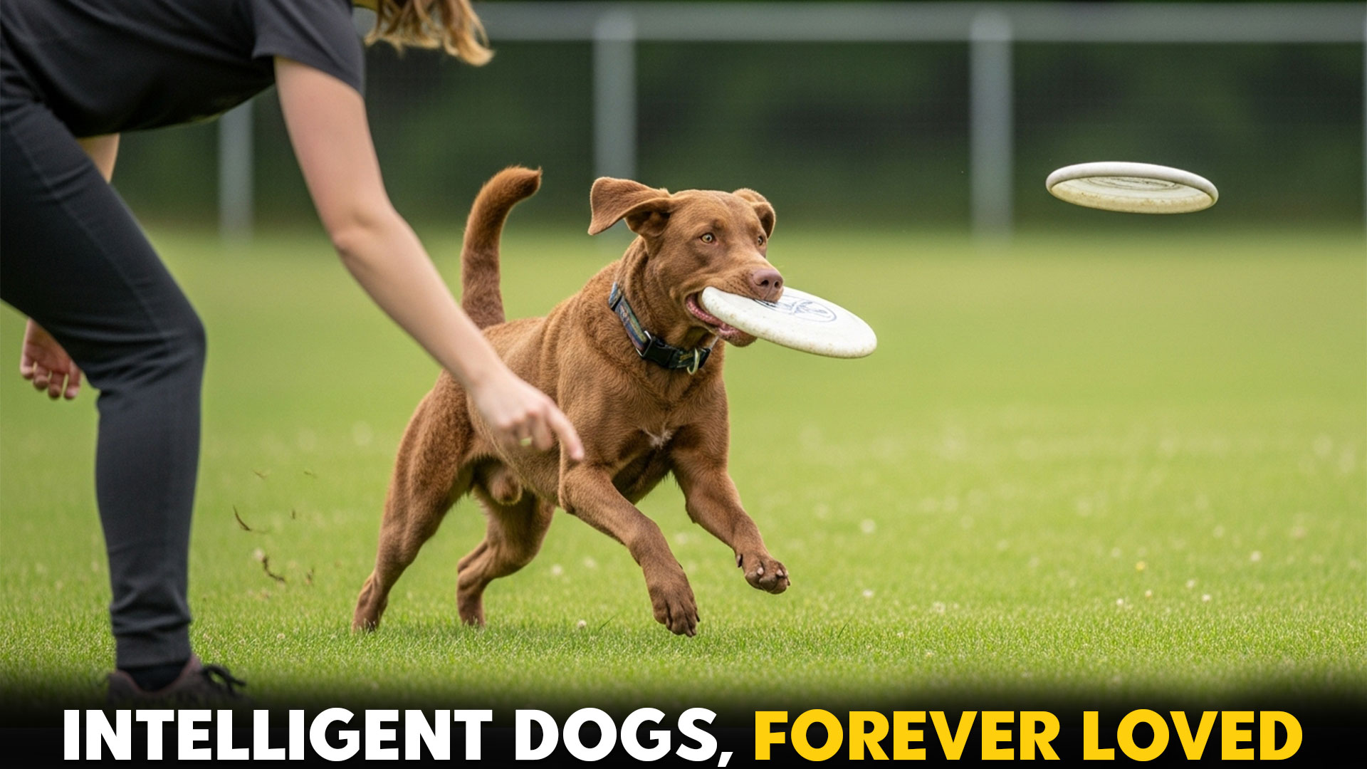 6-Super-Smart-Retriever-Dog-Breeds