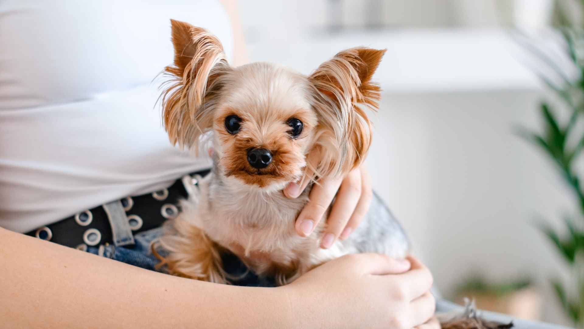 7 Adorable Dog Breeds Known for Their Loyalty