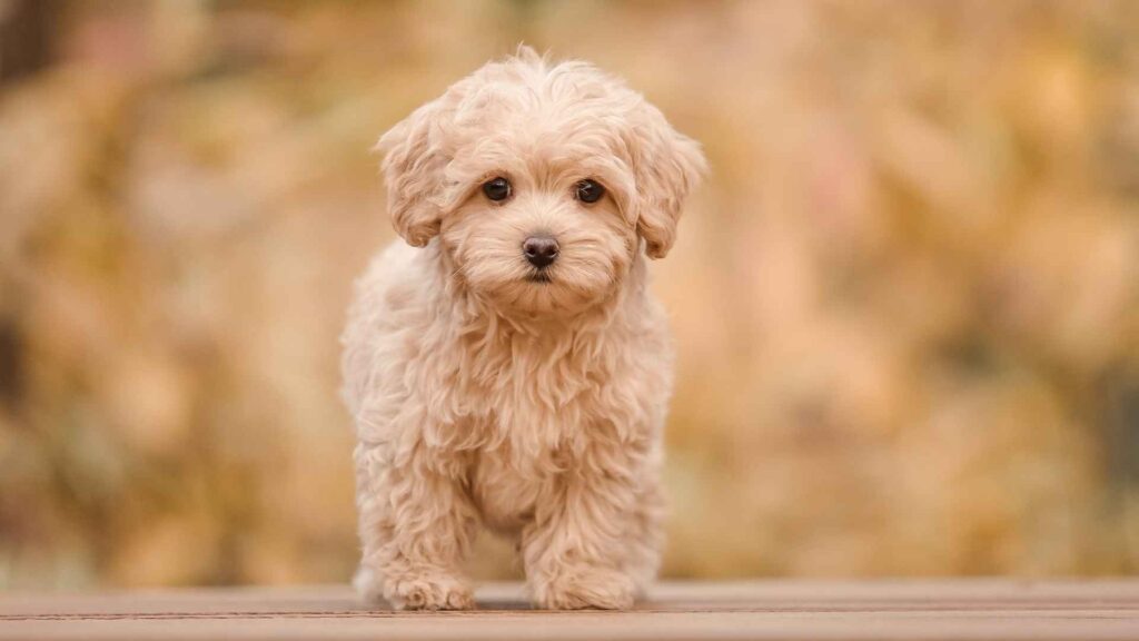 7 Adorable Poodle Mix Breeds You'll Fall In Love With