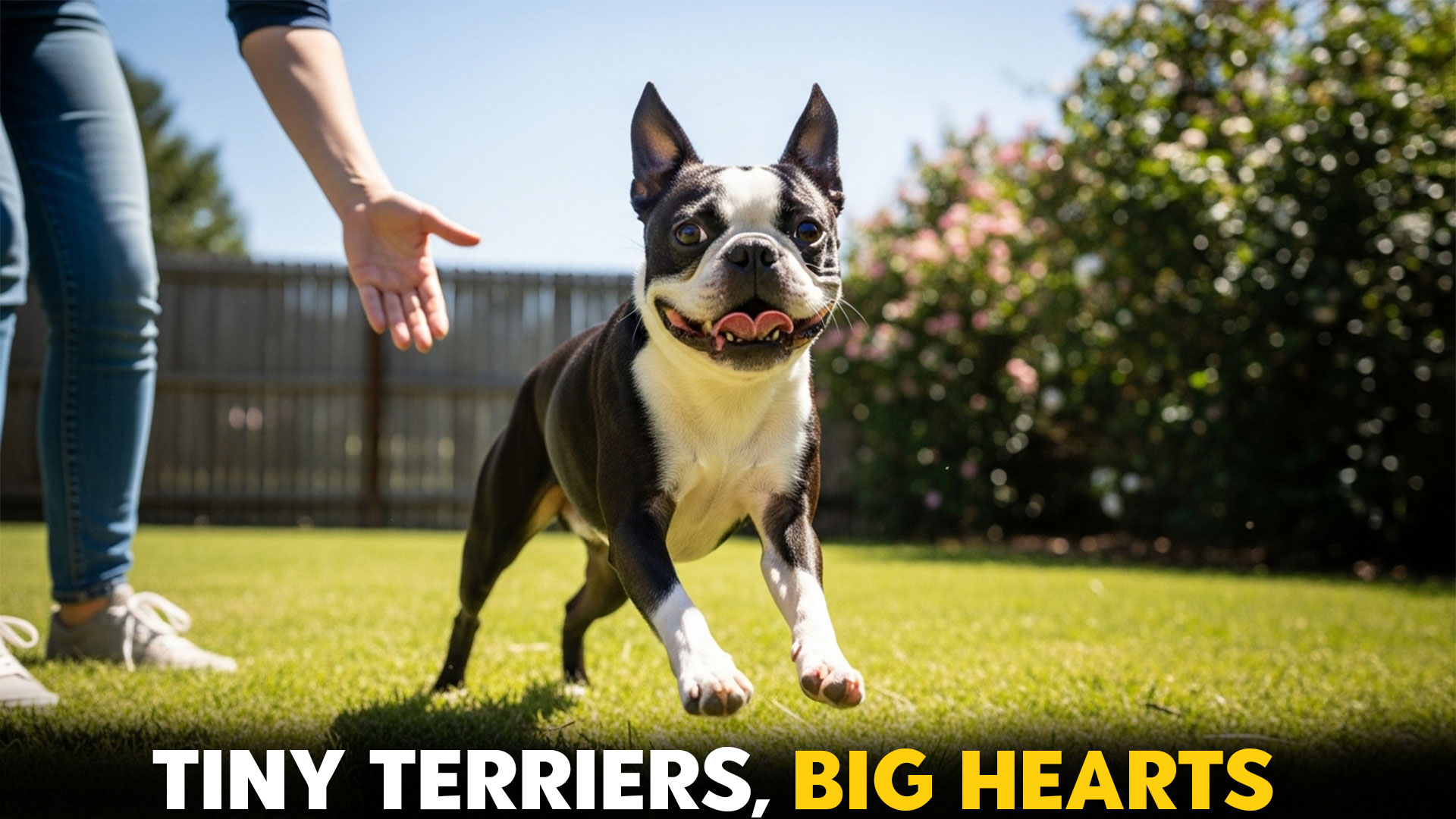 7-Adorable-Small-Terrier-Dog-Breeds-That-Make-the-Perfect-Pets