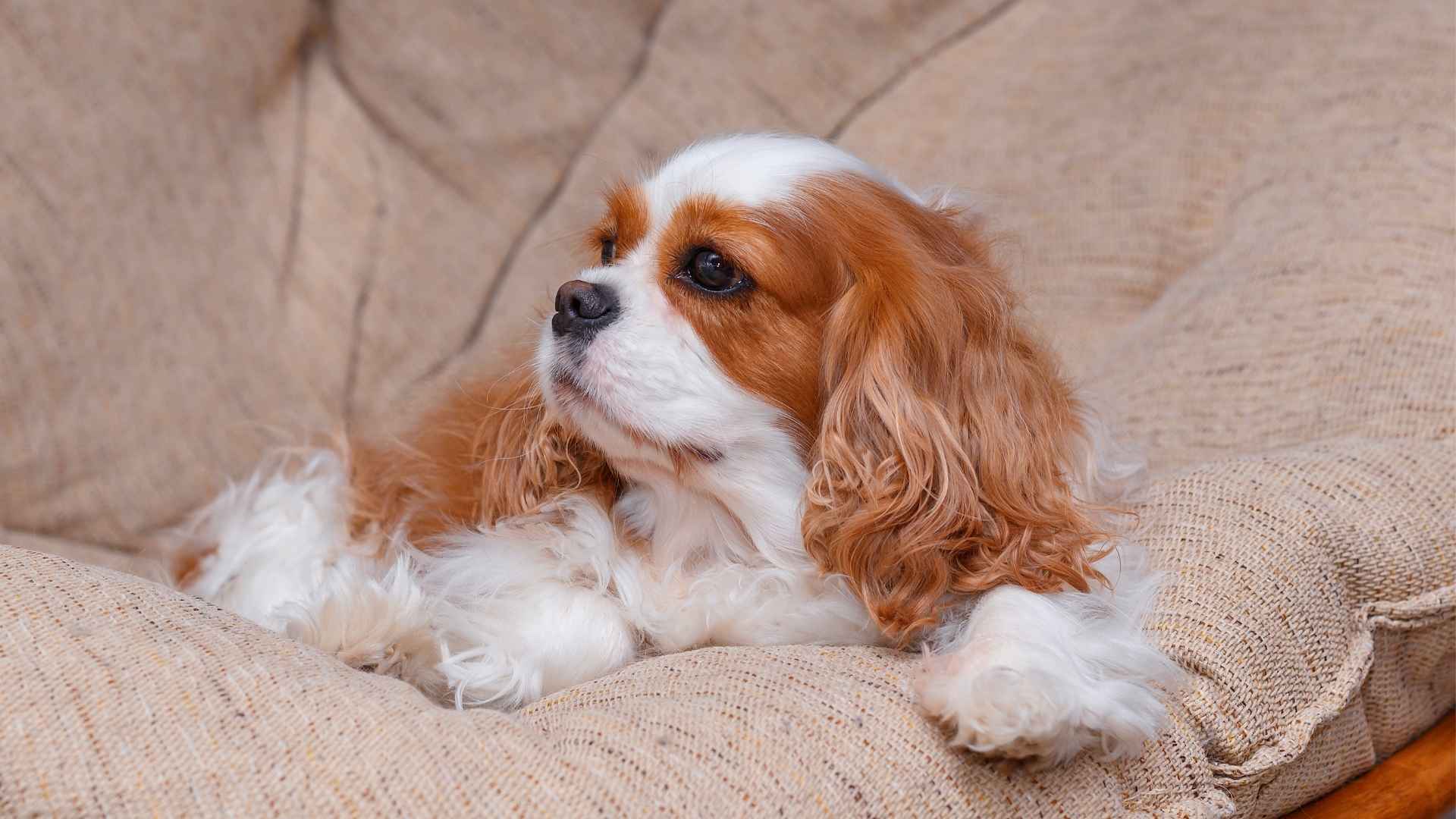 7 Beautiful Dog Breeds That Thrive Indoors