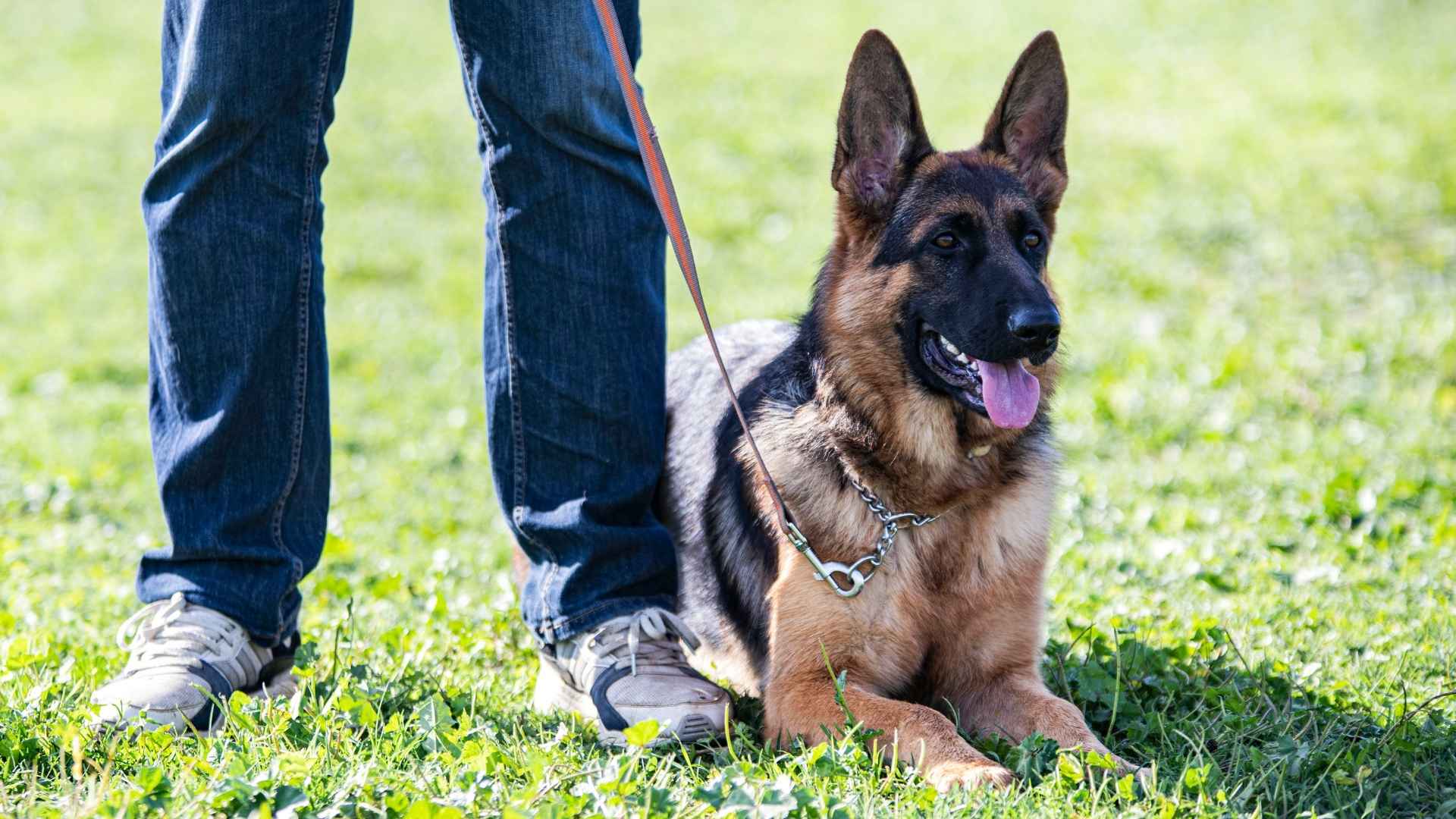 7 Best Bravest Dog Breeds to Keep You Safe