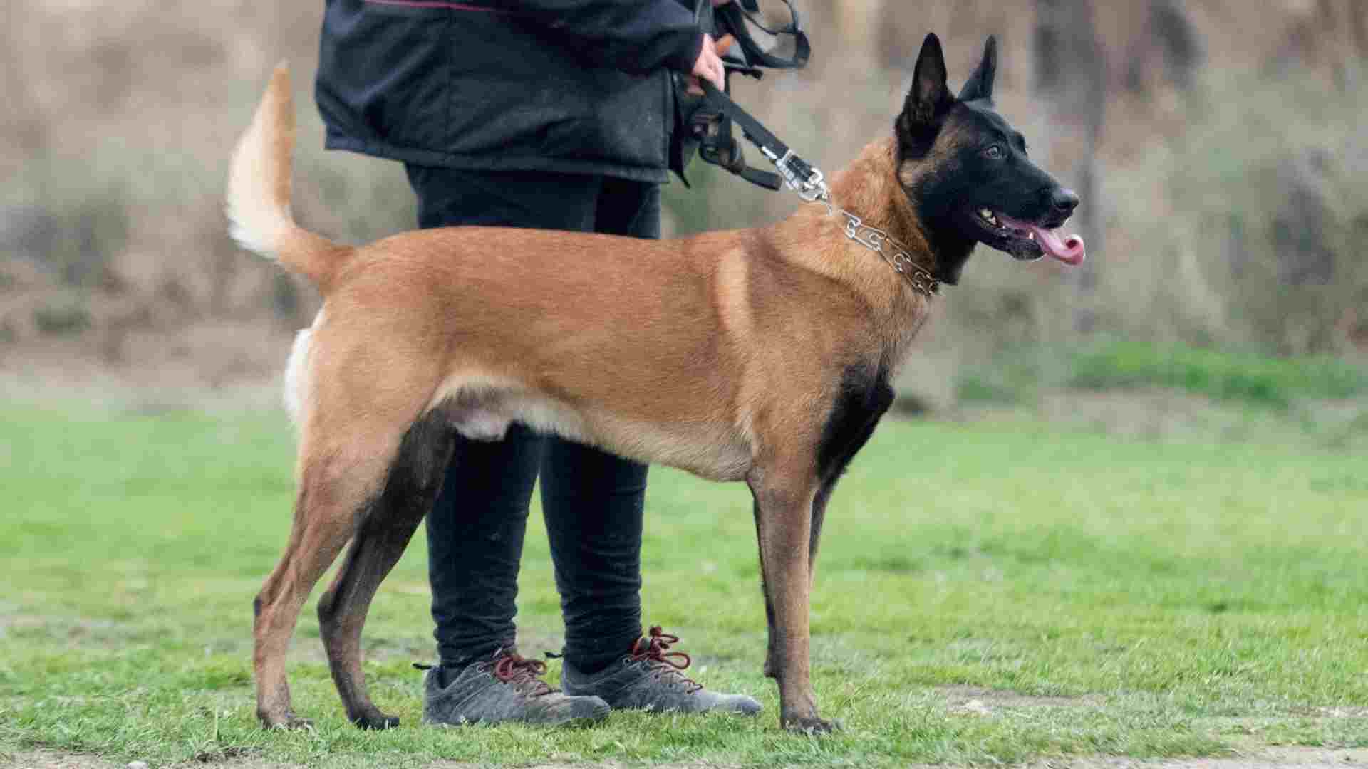 7 Best Bravest Dog Breeds to Keep You Safe