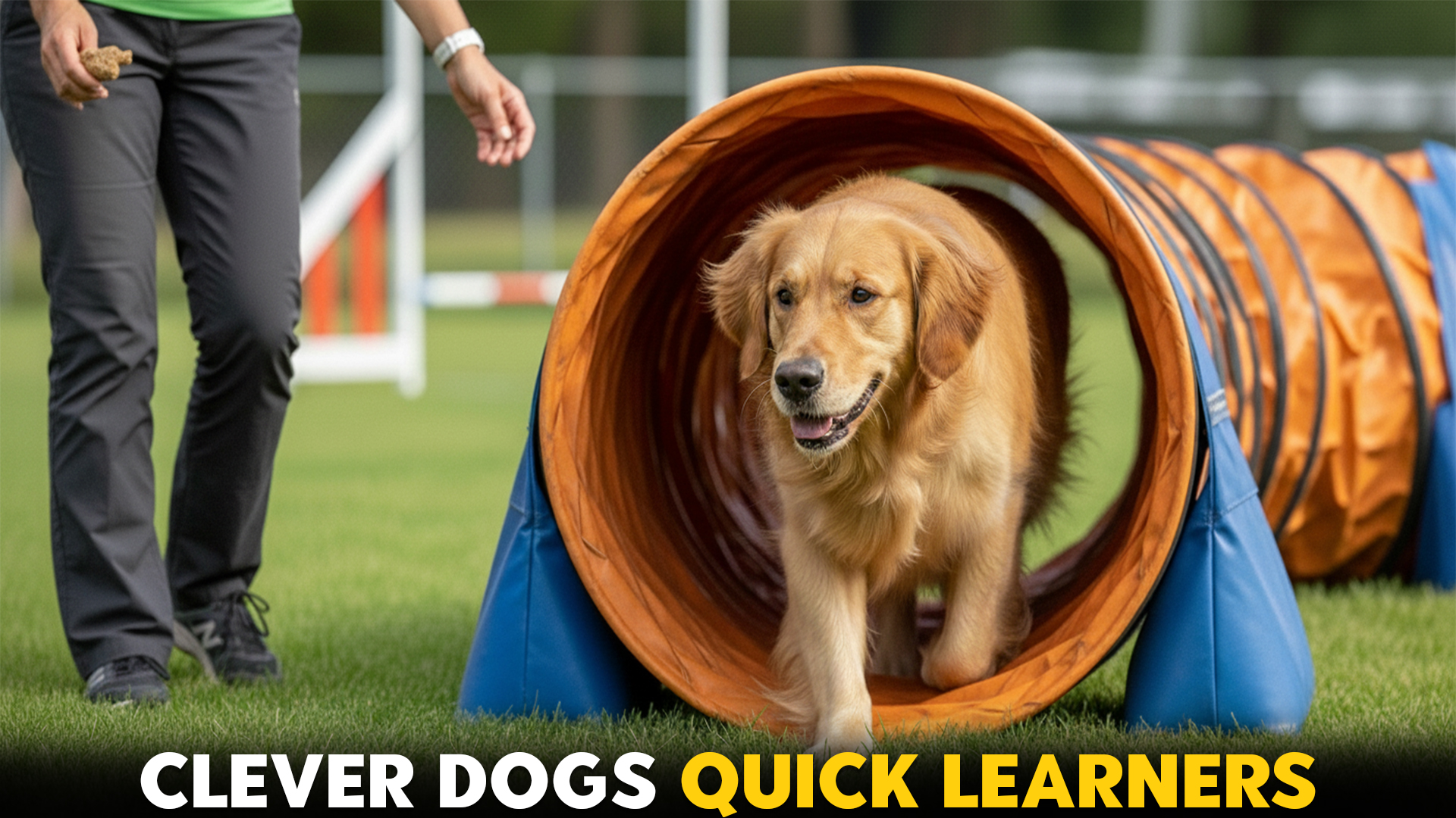 7-Best-Clever-Dog-Breeds-For-Smart-Trainers