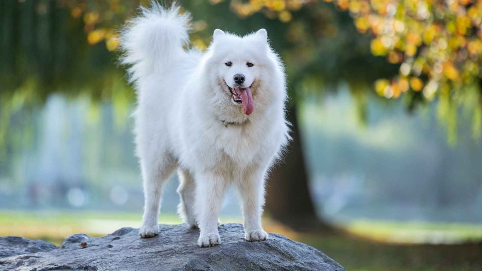 7 Best Coolest Dog Breeds You Need To See Today