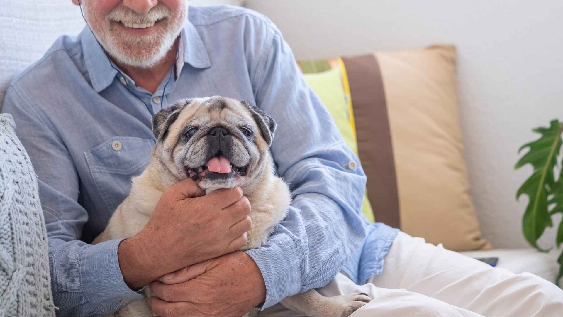 7 Best Docile Dog Breeds For Seniors