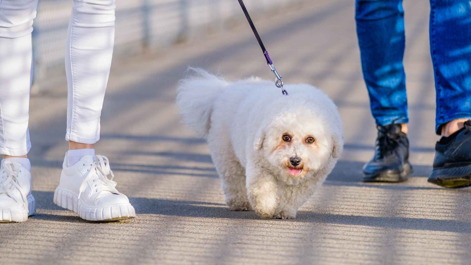 7 Best Dog Breeds For City Walking Tours