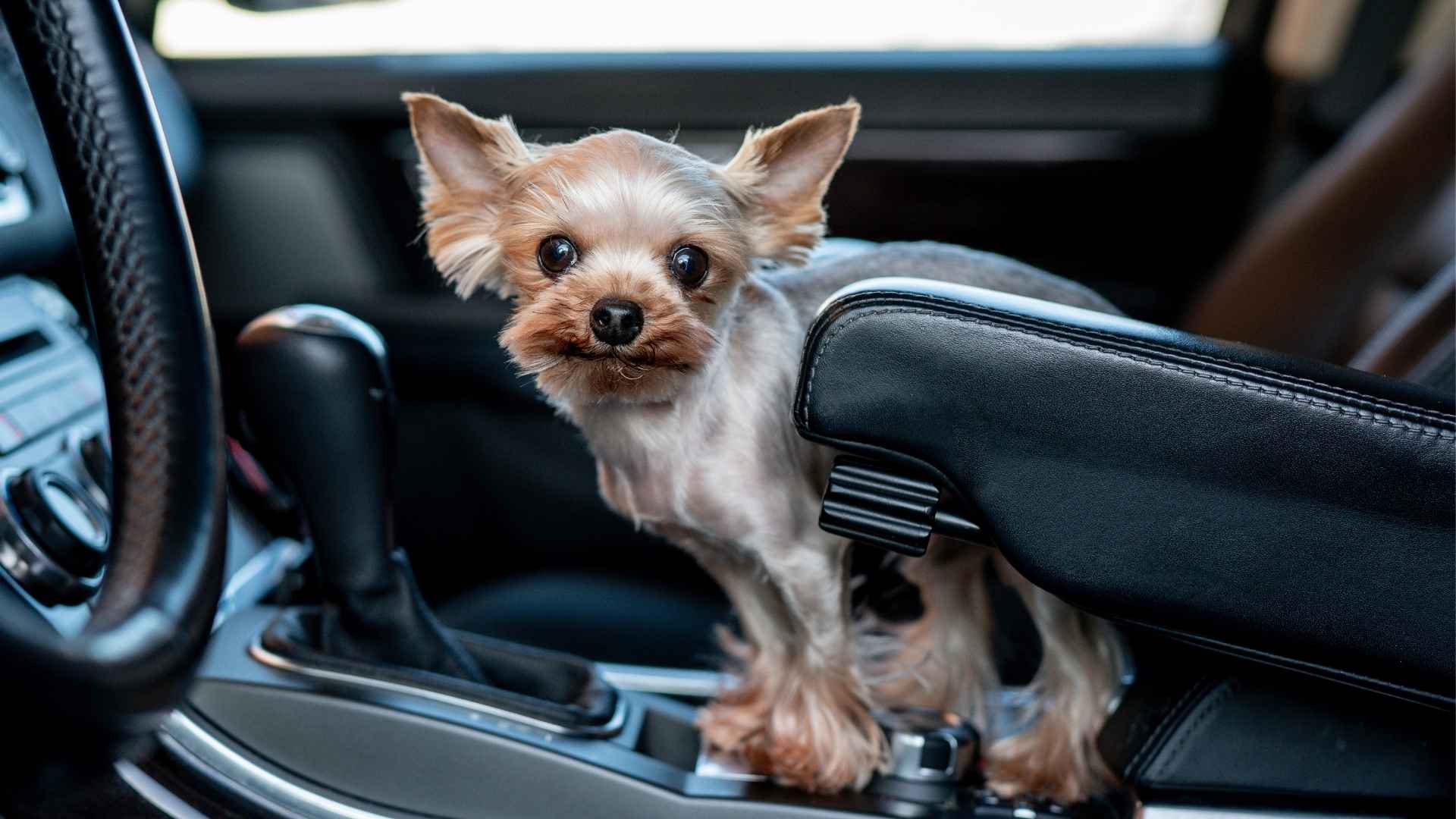 7 Best Dog Breeds For Long Drives