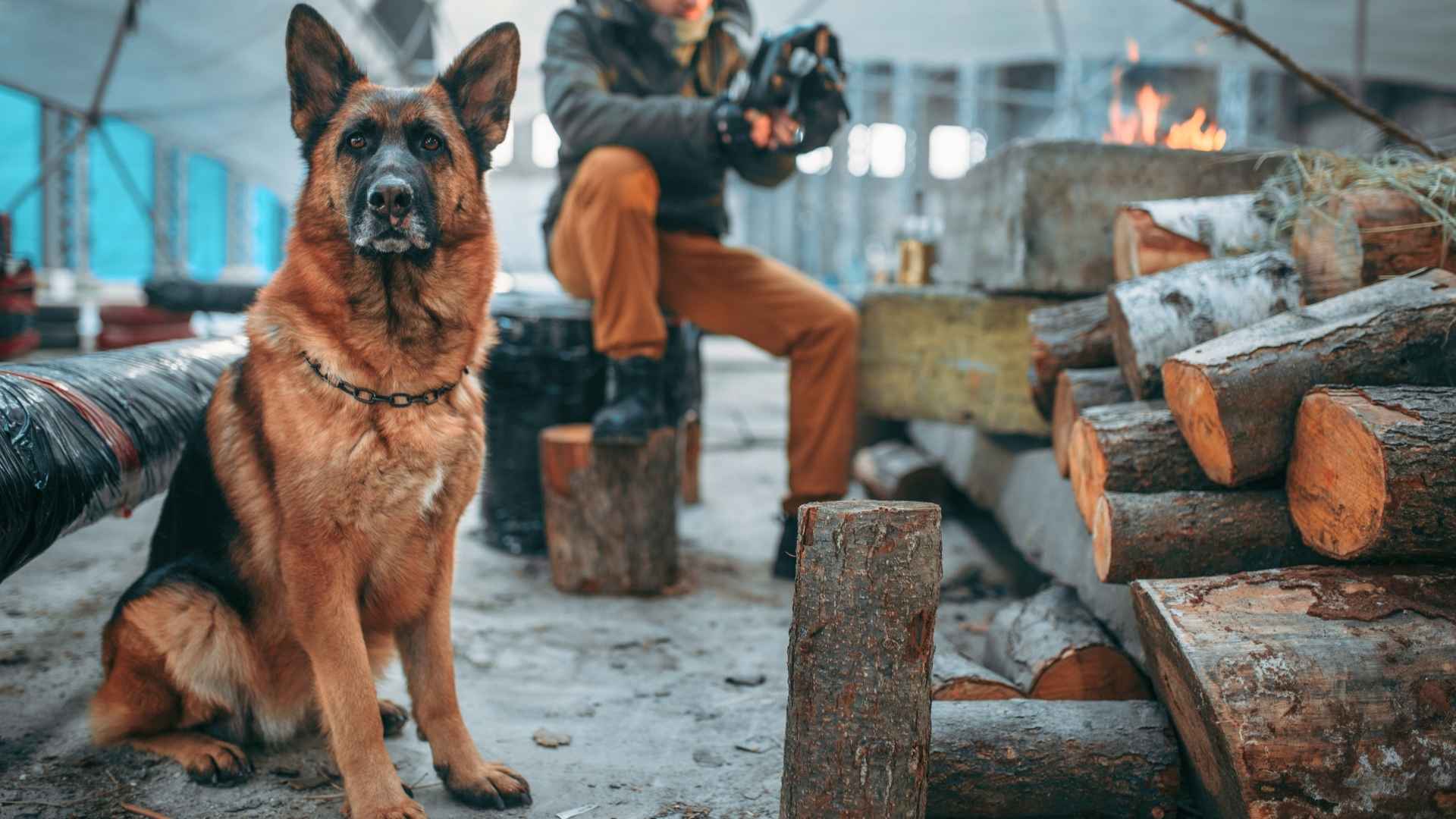 7 Best Dog Breeds For Preppers