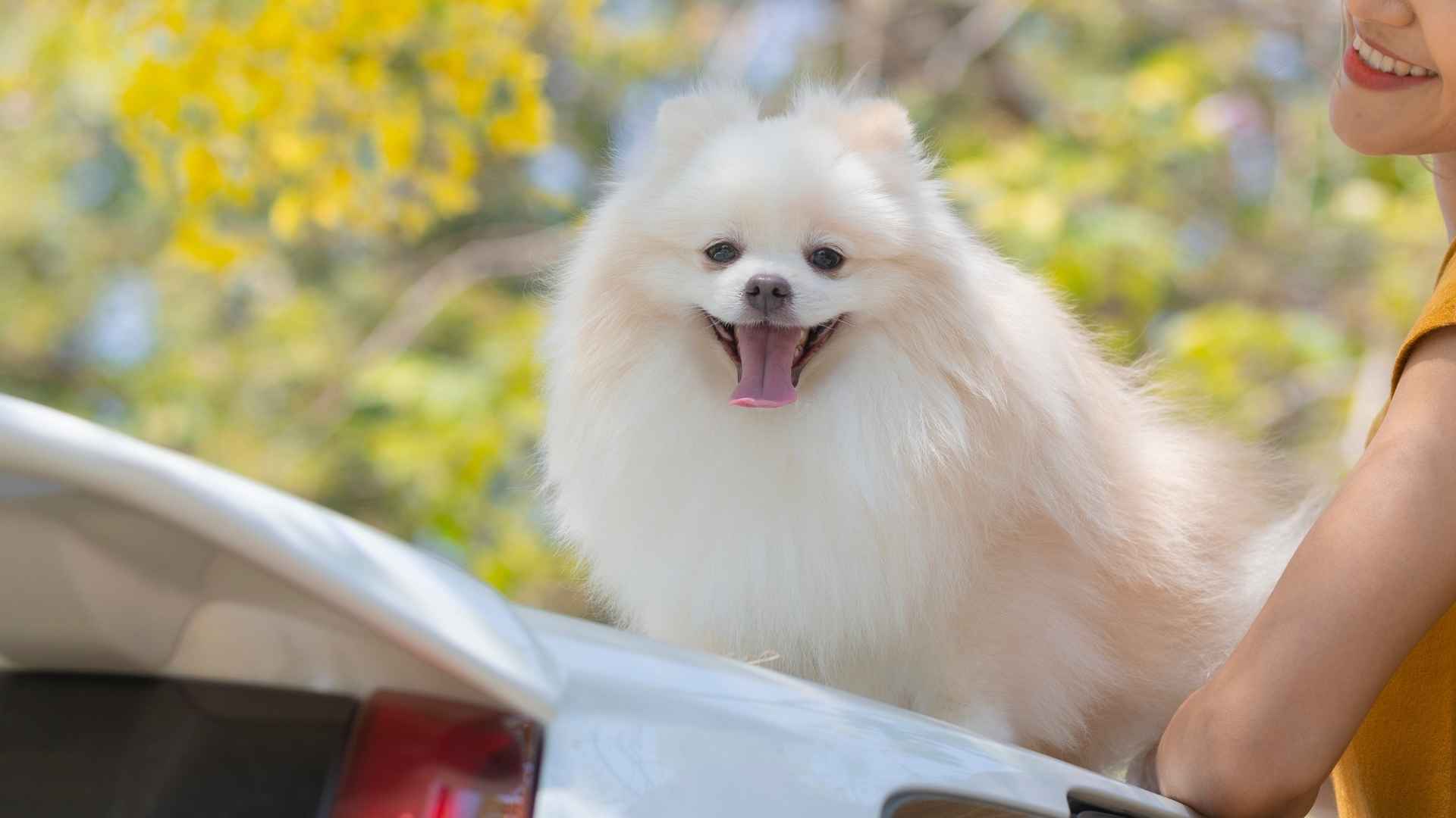 7 Best Dog Breeds For Travel Expos
