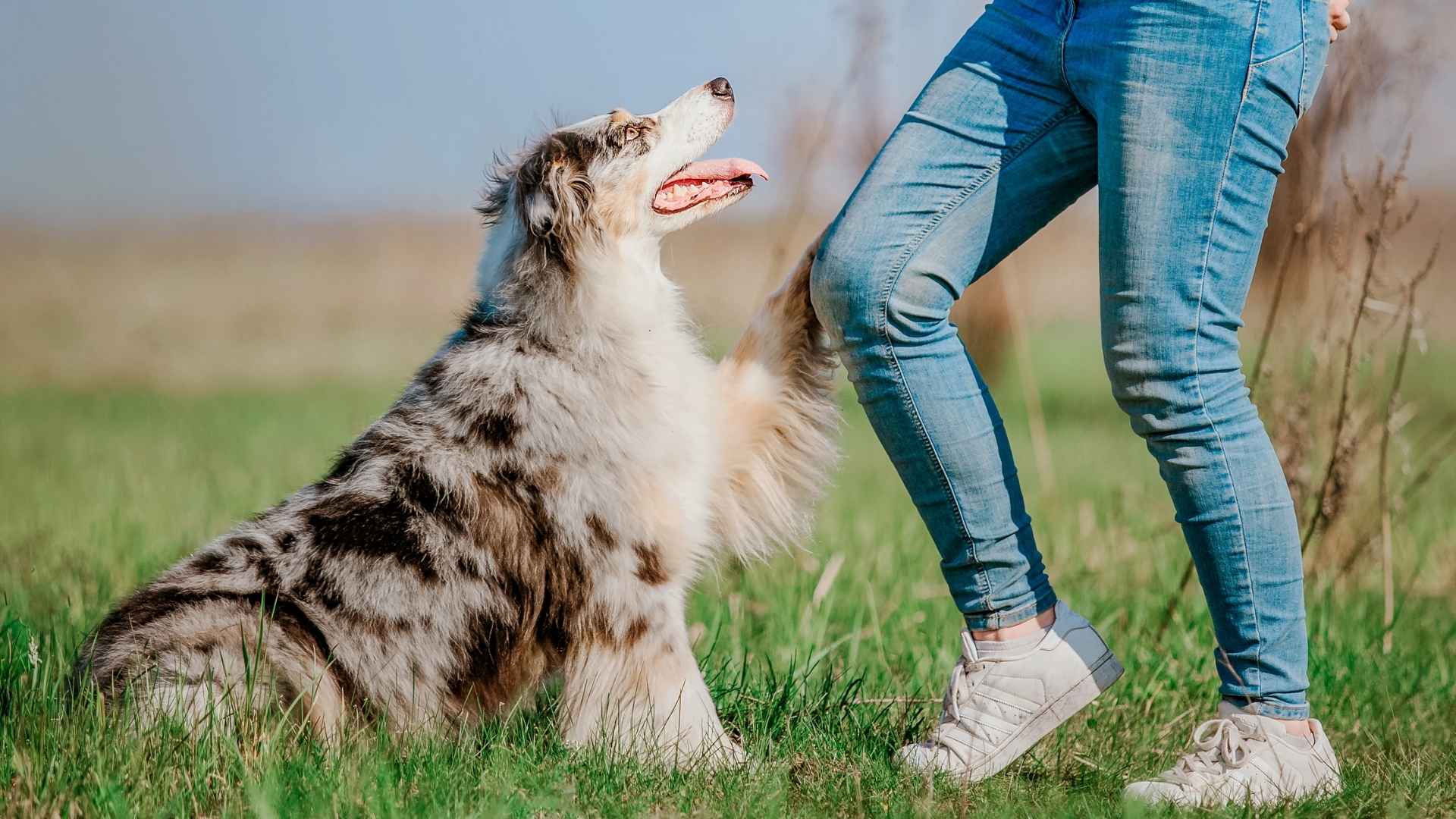 7 Best Dog Breeds Forming Lifelong Friendships