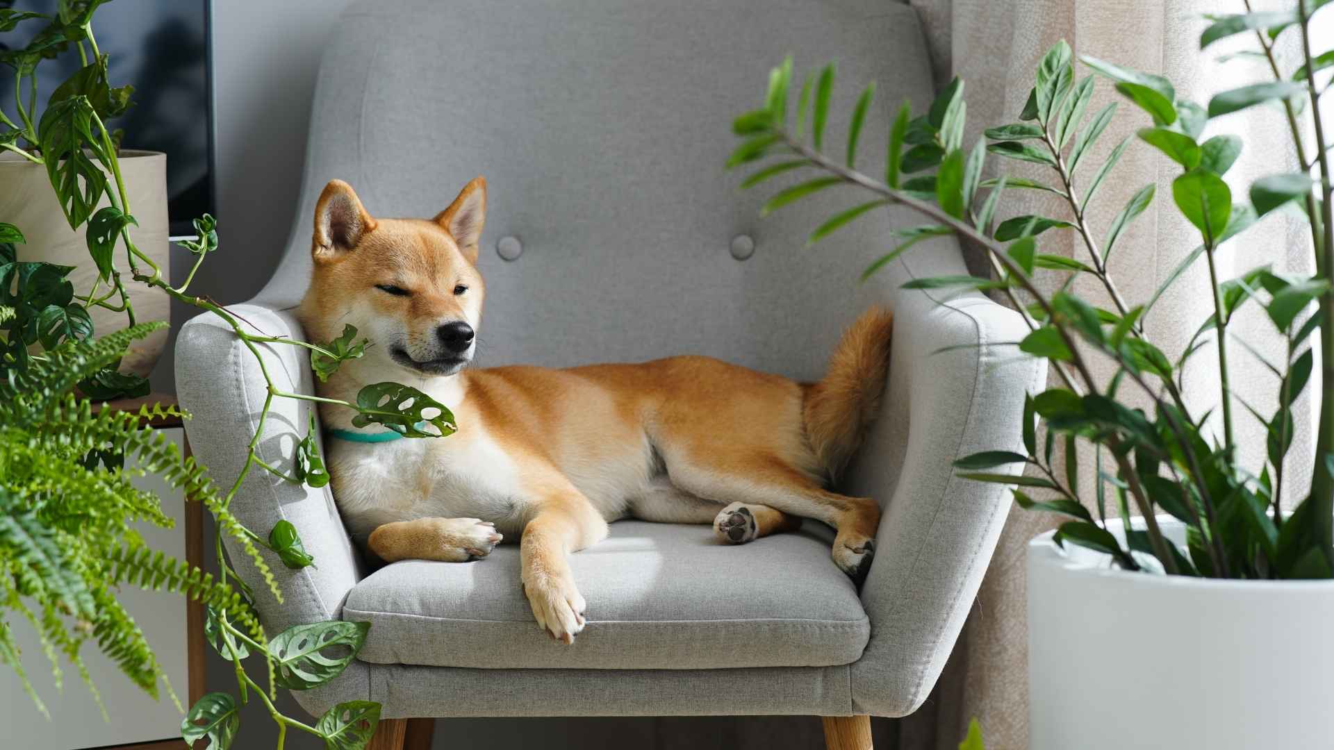 7 Best Dog Breeds When It Comes To Being Left Alone
