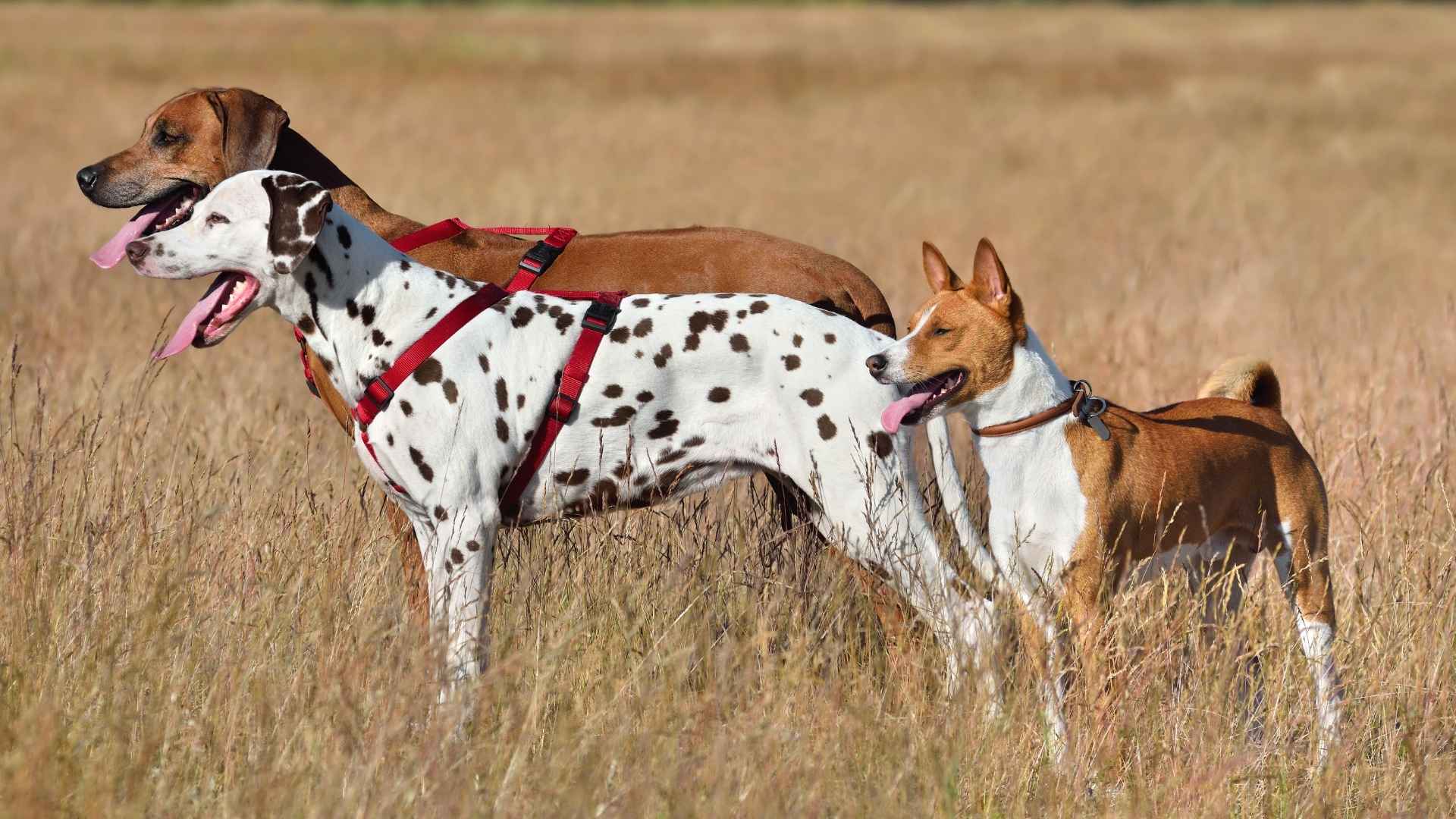7 Best Dog Breeds With Great Prey Drive
