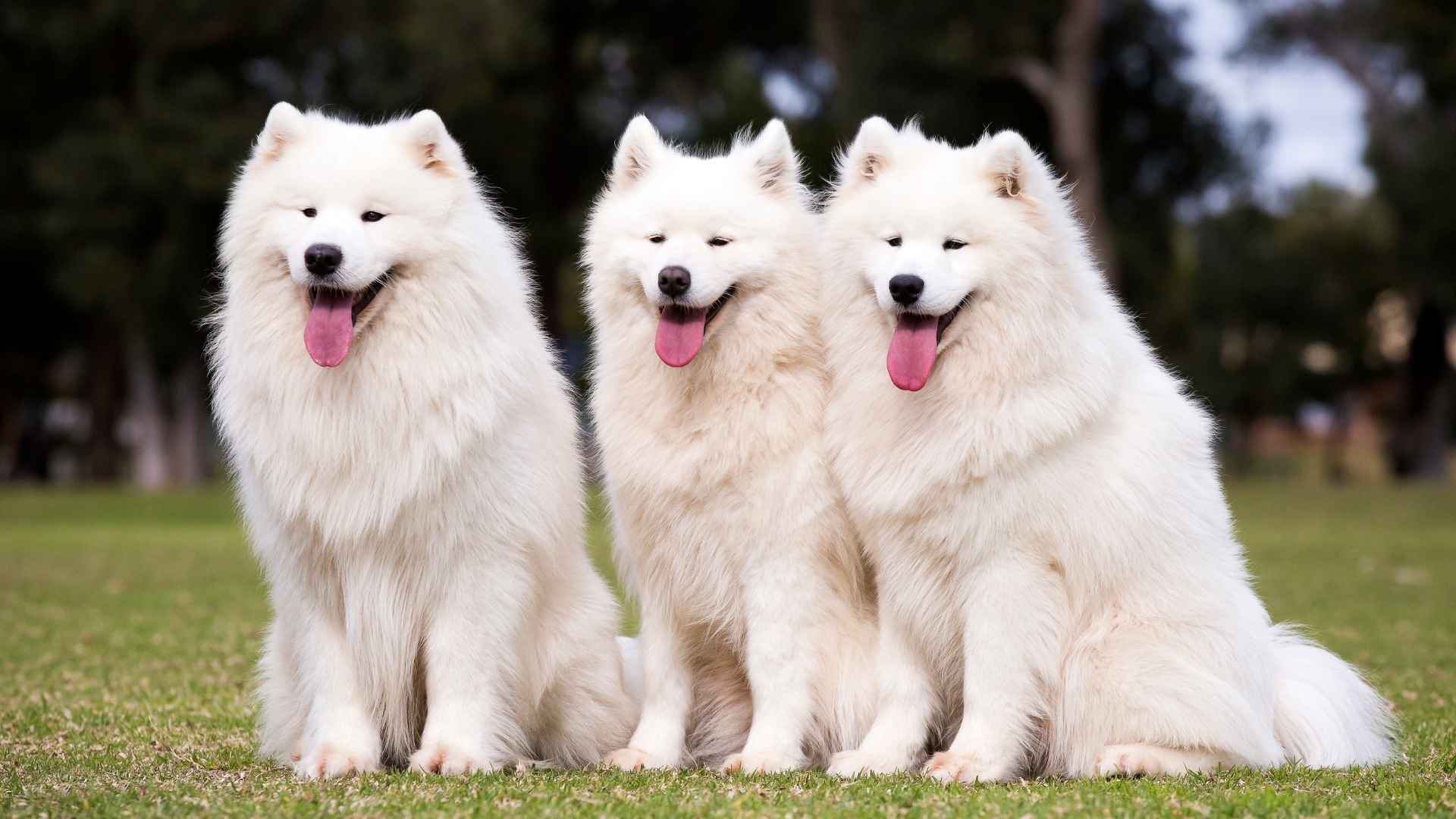 7 Best Dog Breeds for their Mind-Blown Beauty