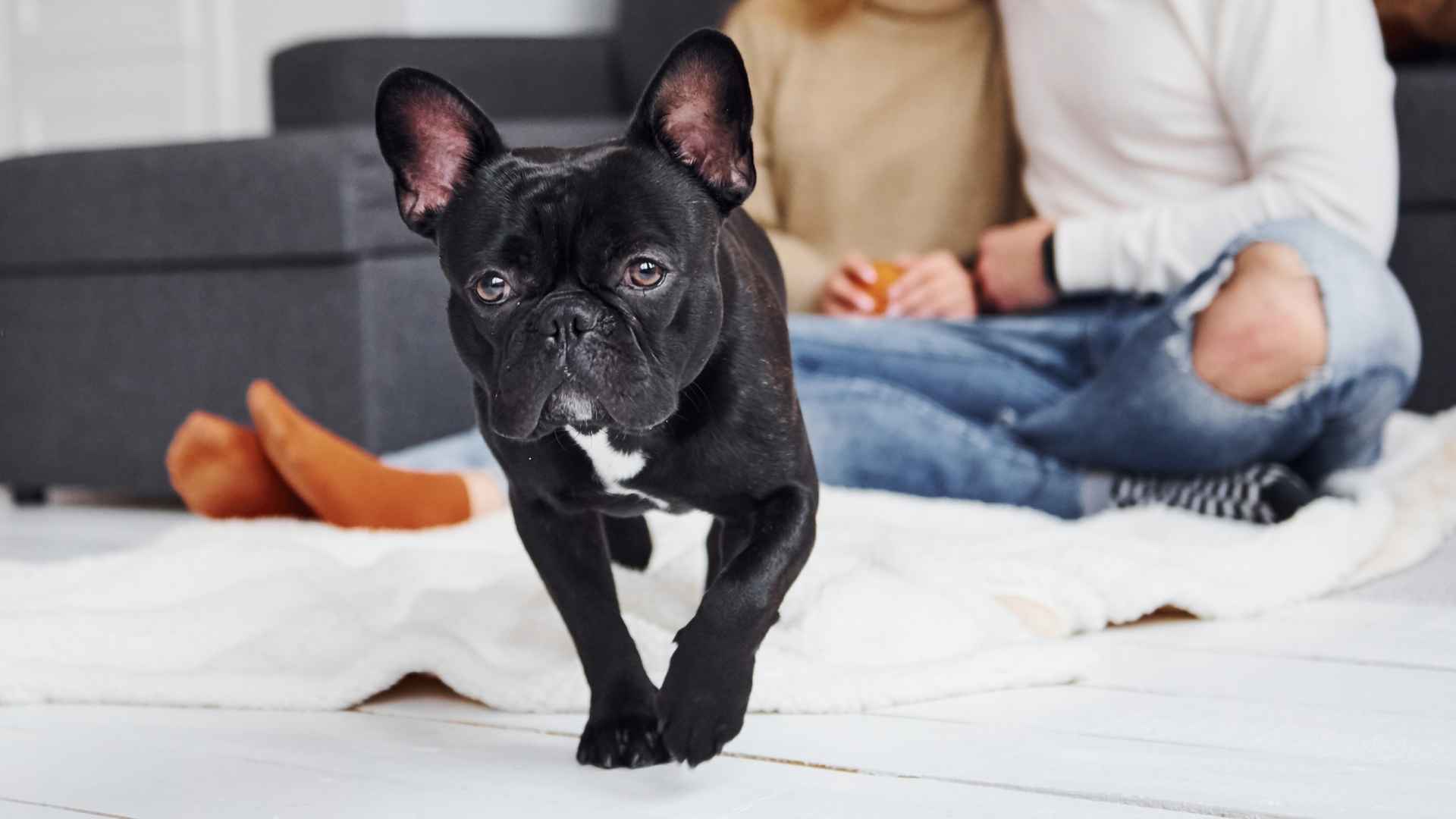 7 Best Easygoing Dog Breeds For Easygoing Couples