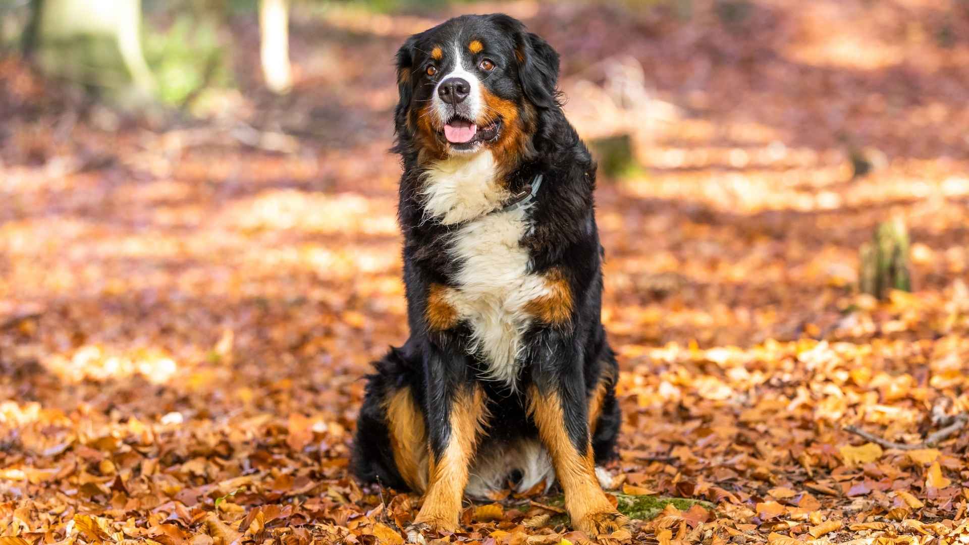 7 Best Giant Dog Breeds With A Heart of Gold