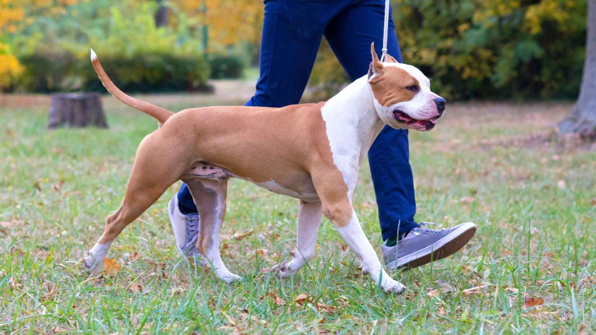 7 Best Guard Dog Breeds That Are Friendly Too!