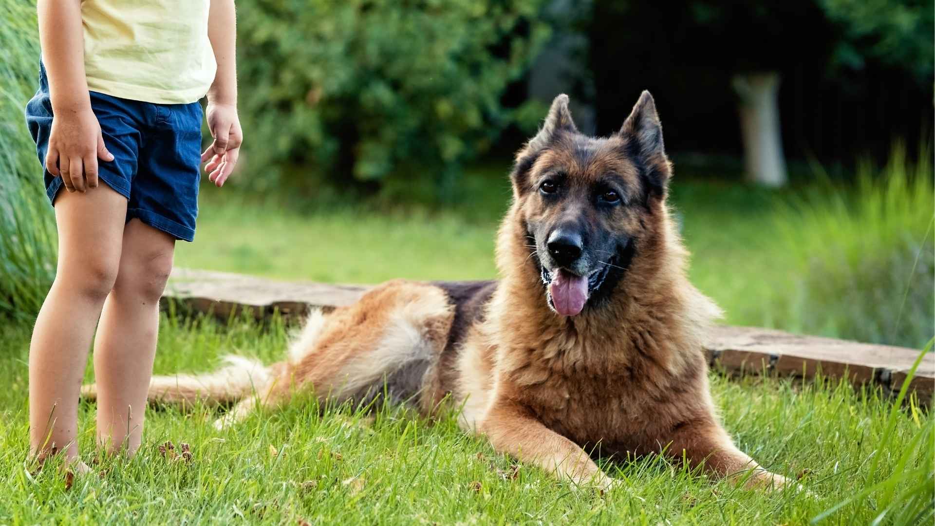 7 Best Guard Dog Breeds That Love Attention From Kids