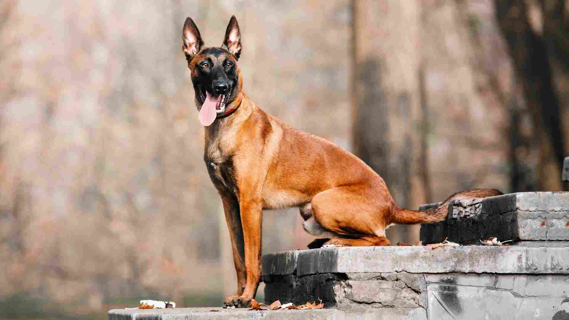 7 Best Guard Dog Breeds To Have On Site