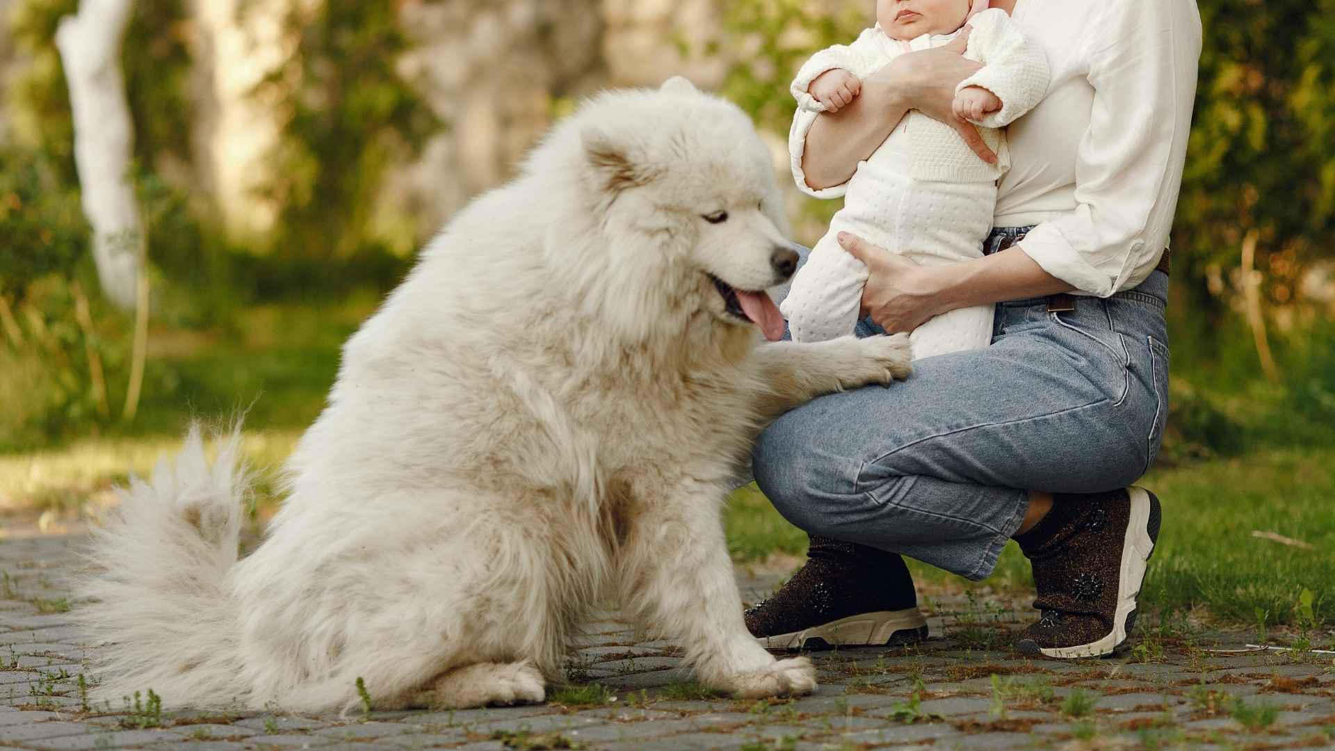 7 Best Guard Dogs For Single Mothers