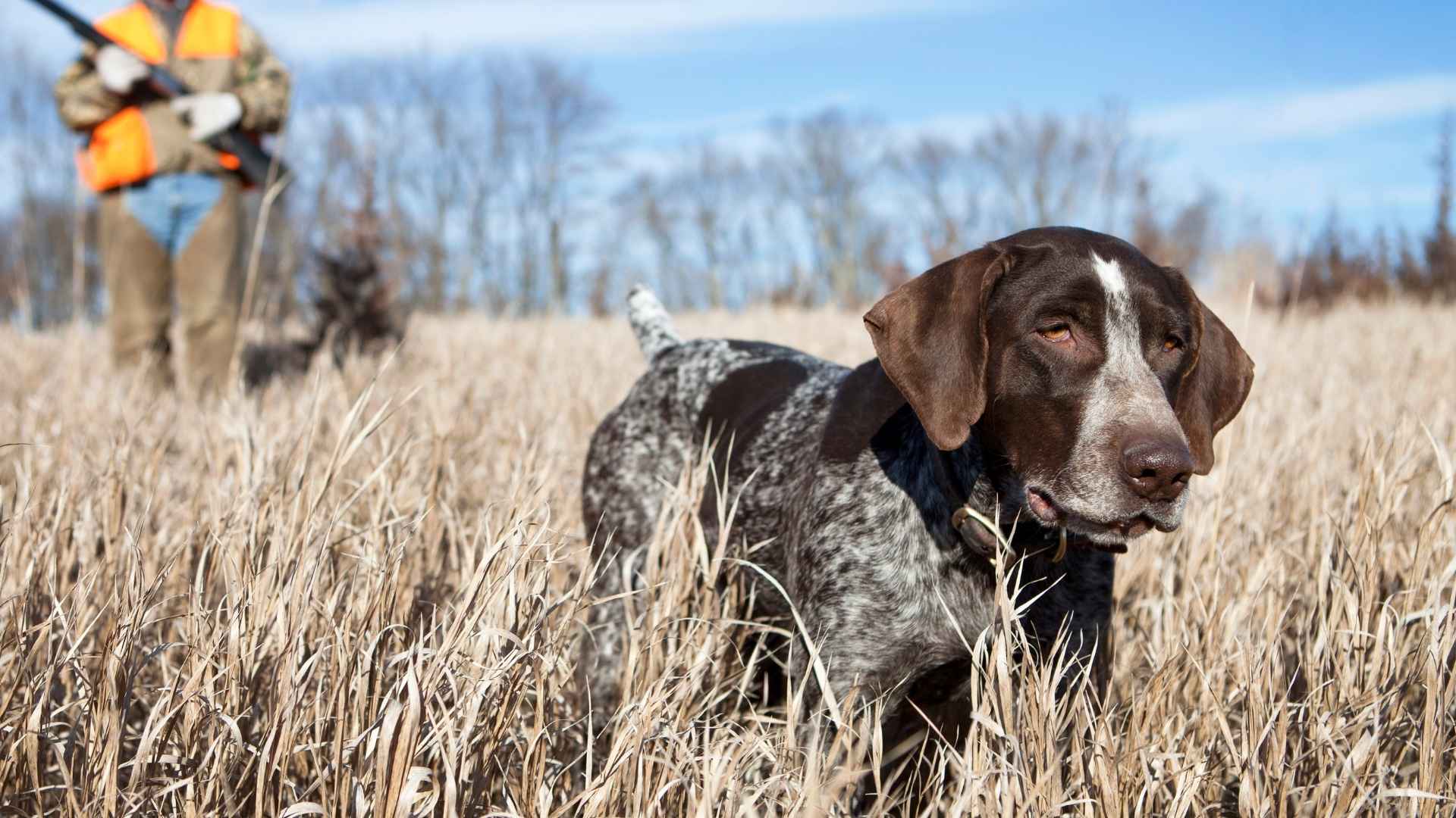7 Best Hunting Dog Breeds