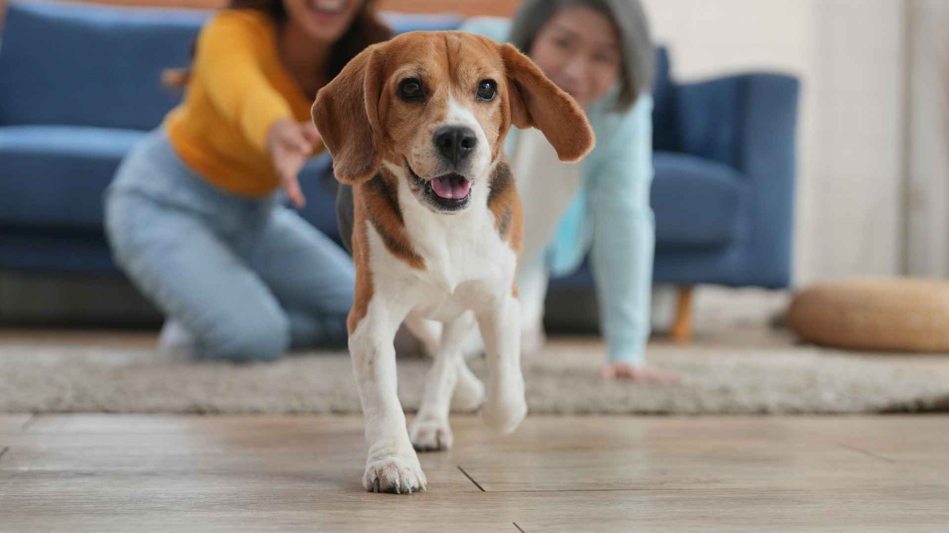 7 Best Joyful Dog Breeds That Bring Happiness to Your Home