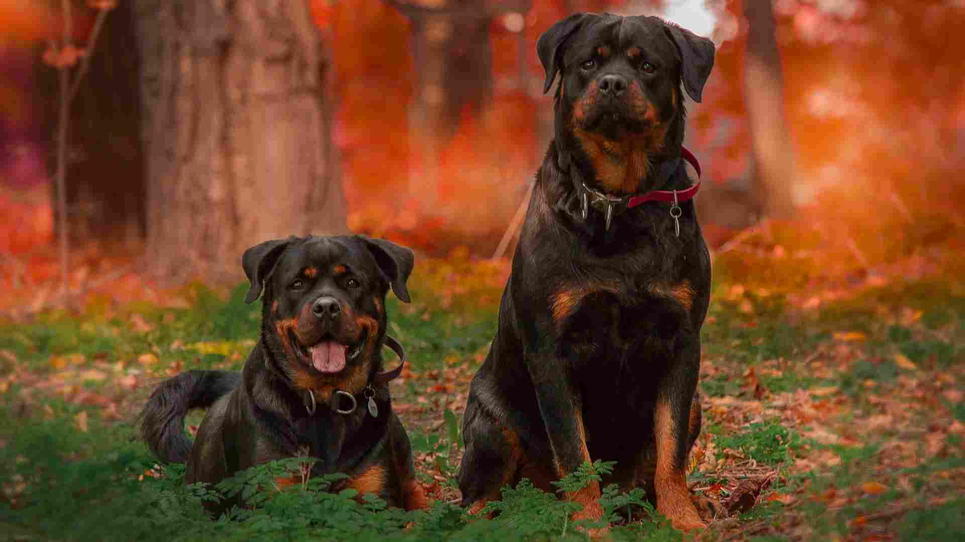 7 Best Known Fierce Dog Breeds Known For Their Dominance