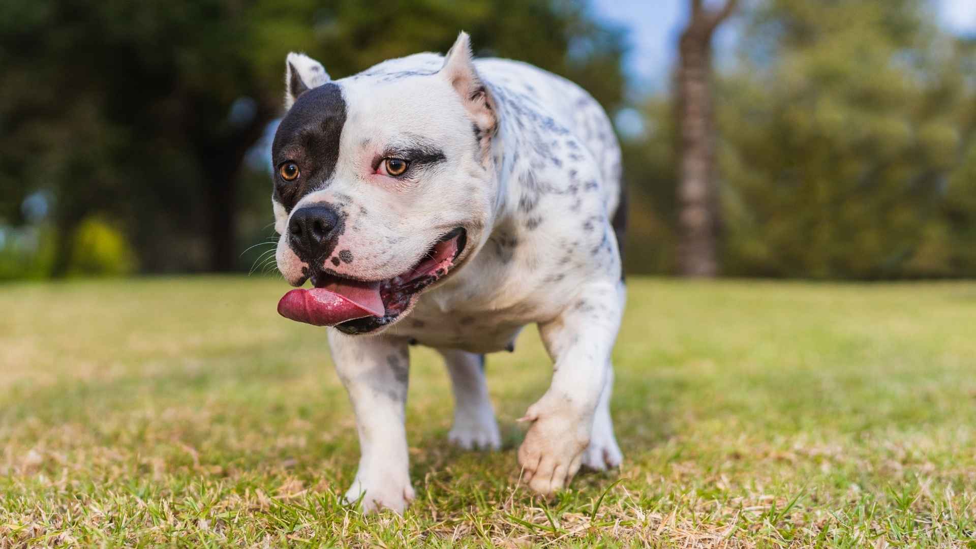 7 Best Muscular Dog Breeds for Their Strong Joints and Loving Hearts