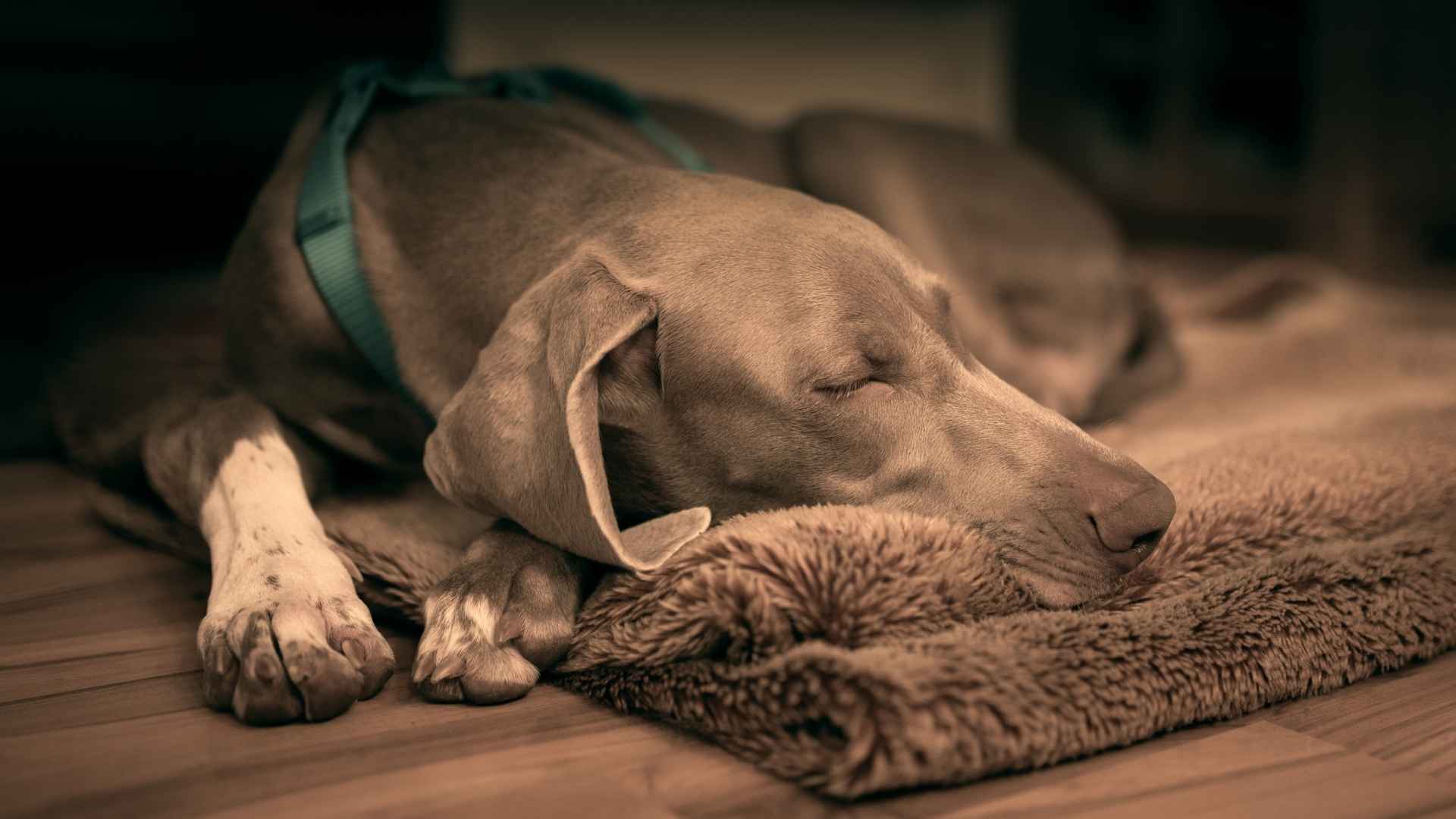 7 Best Napping King Among Dog Breeds