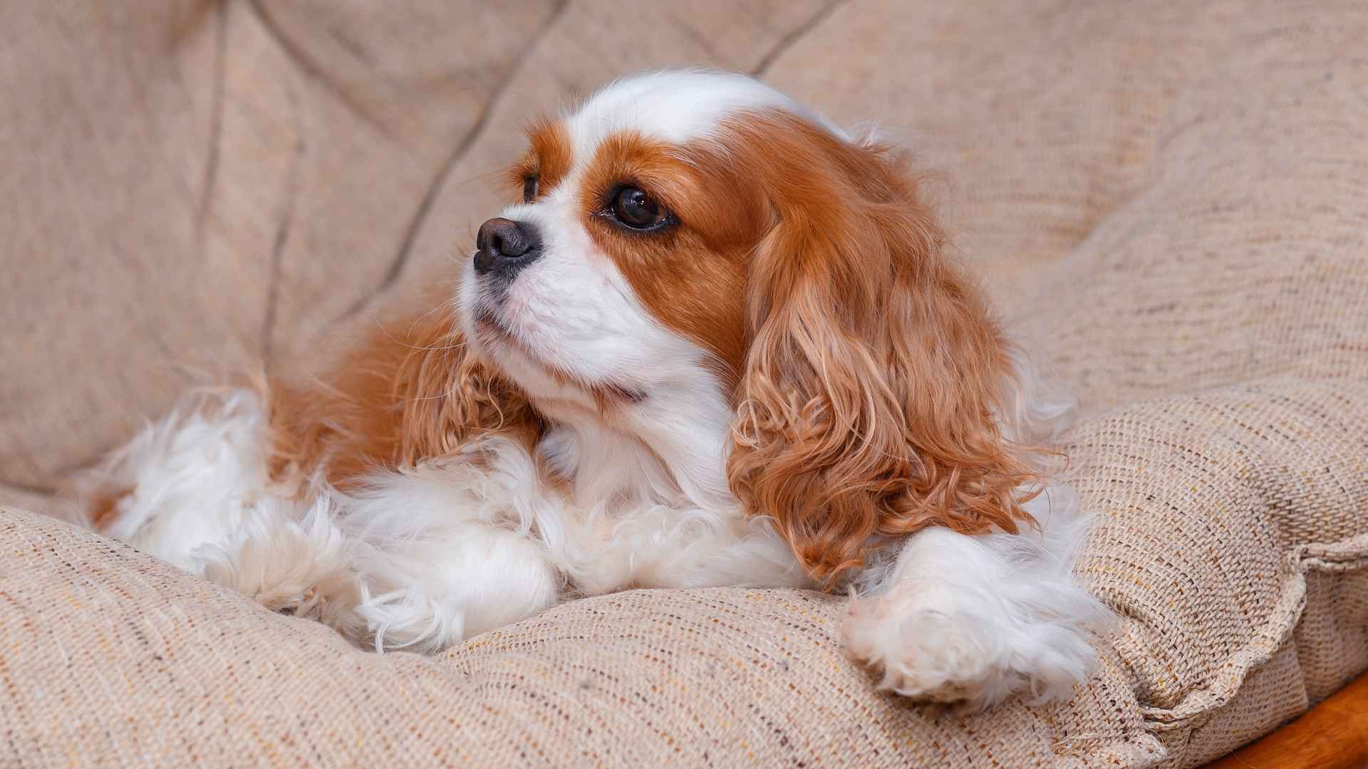 dogs/relaxed-dogs-to-own-for-a-calm-home-environment/