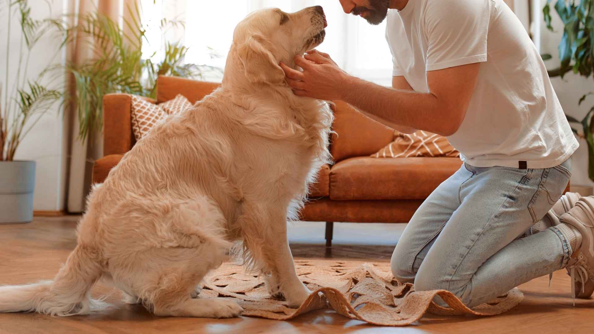 7 Best Service Dog Breeds for PTSD and Emotional Healing