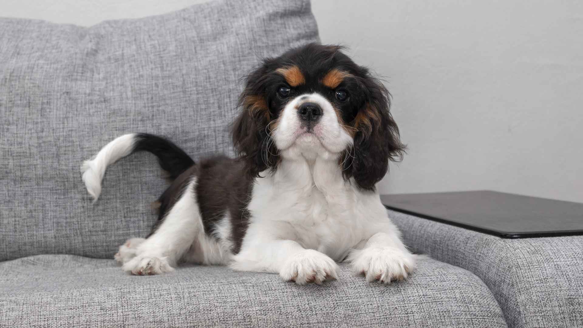 7 Best Small Therapy Dog Breeds That Can Be Left Alone Comfortably