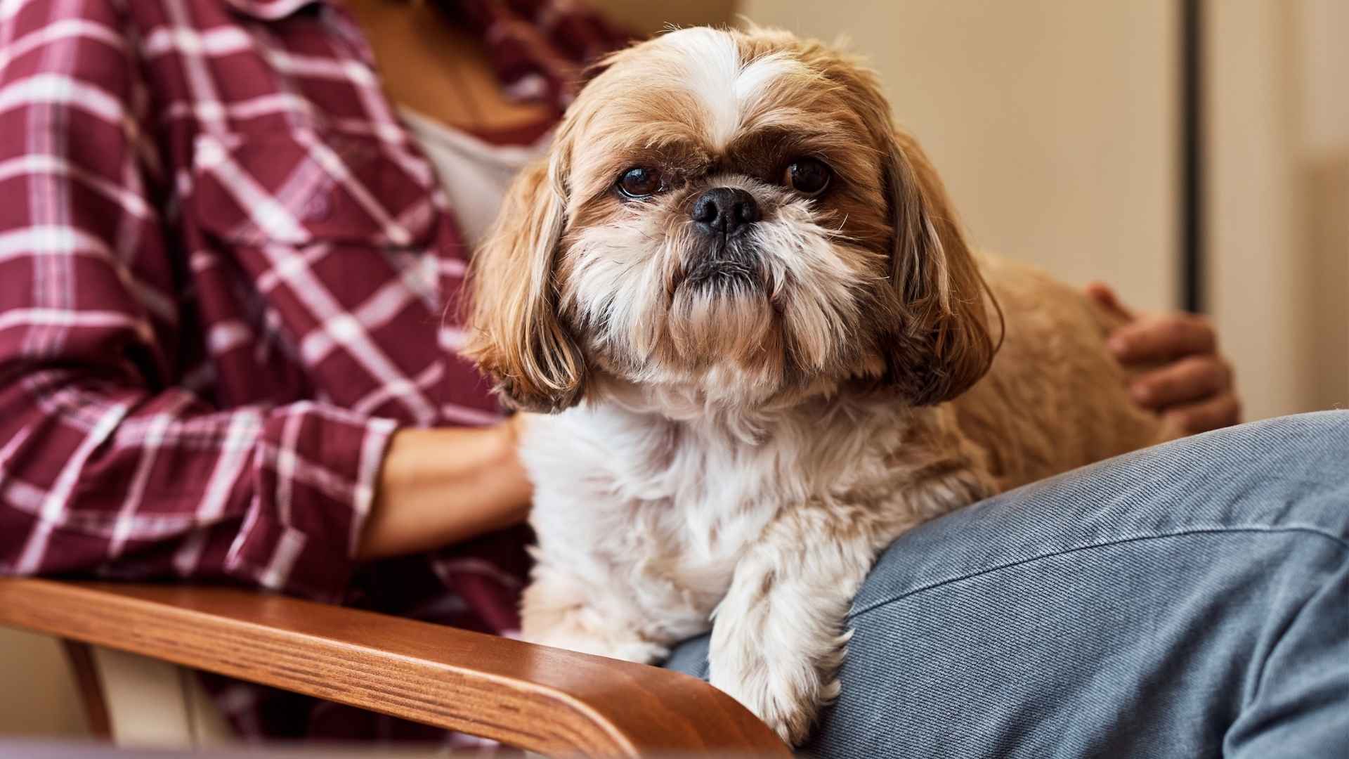 7 Best Small Therapy Dog Breeds