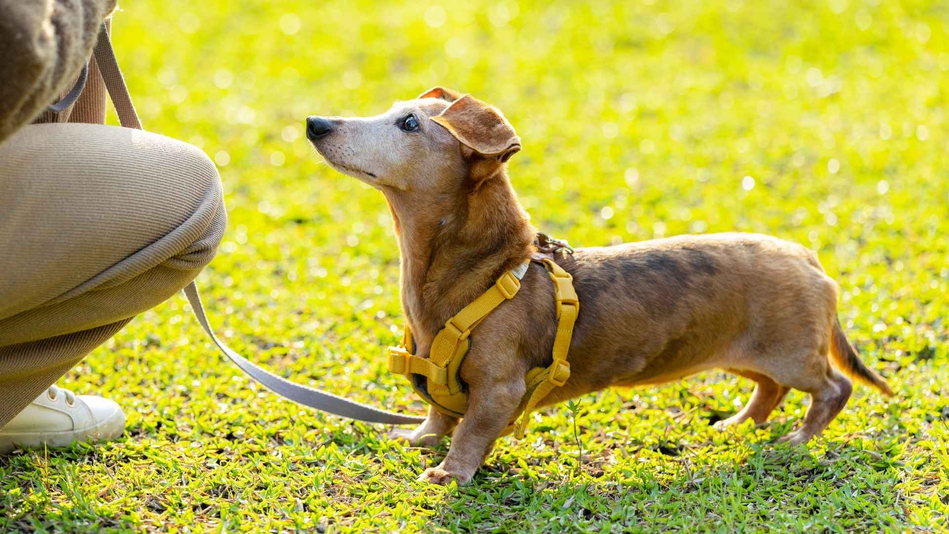 7 Best Smart Hound Dog Breeds With Sharp Instincts