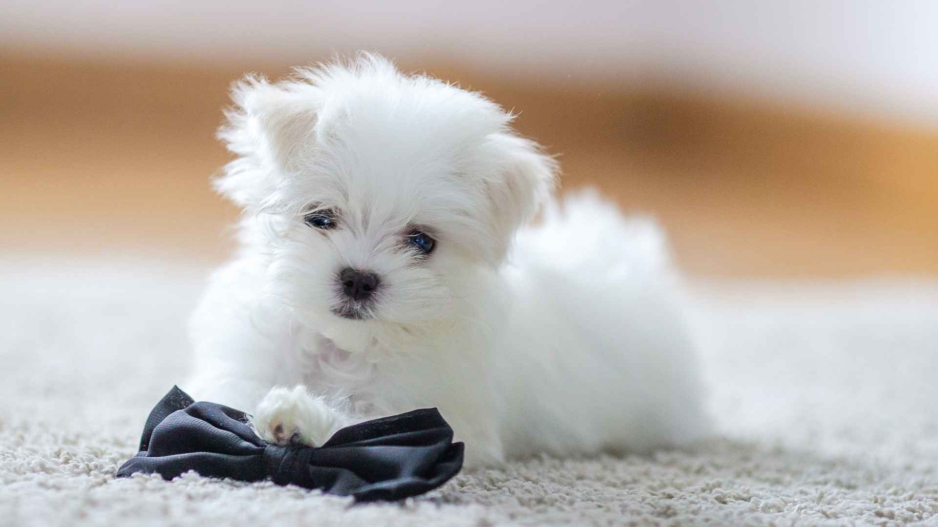 7 Best Tiny Dog Breeds Not Growing Beyond a Certain Size