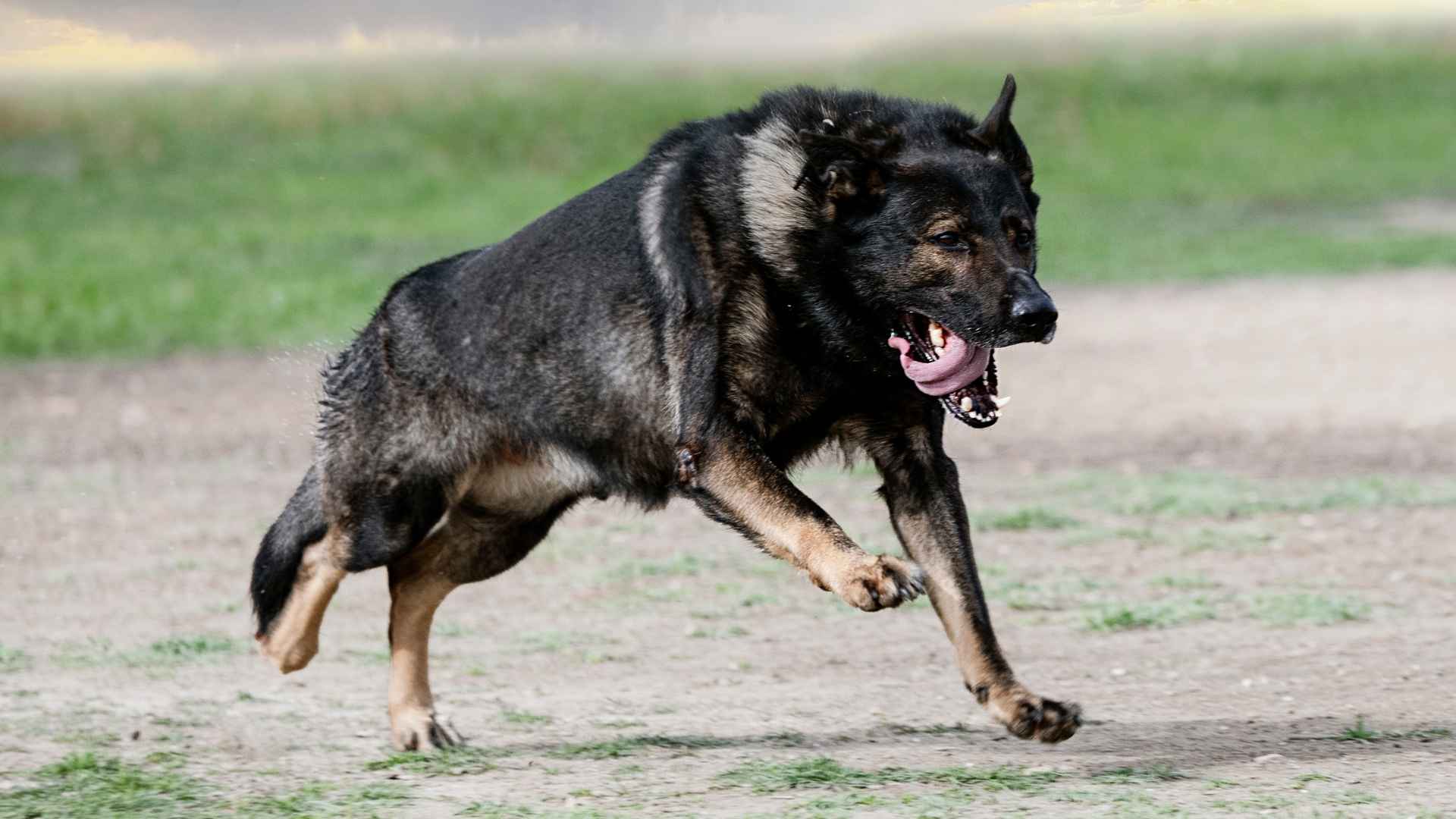 7 Best Tough Dog Breeds You Can Own