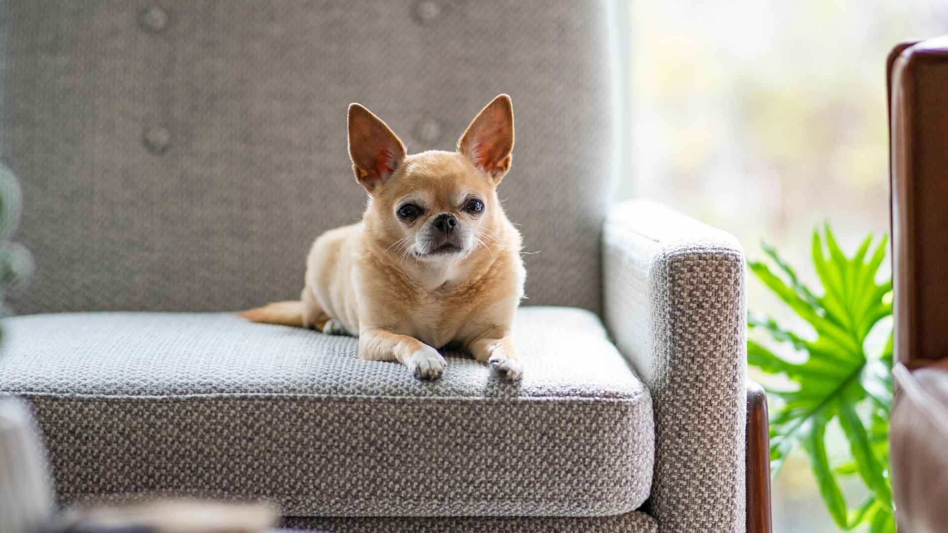 7 Best Toy Dog Breeds That Prefer Indoor Life