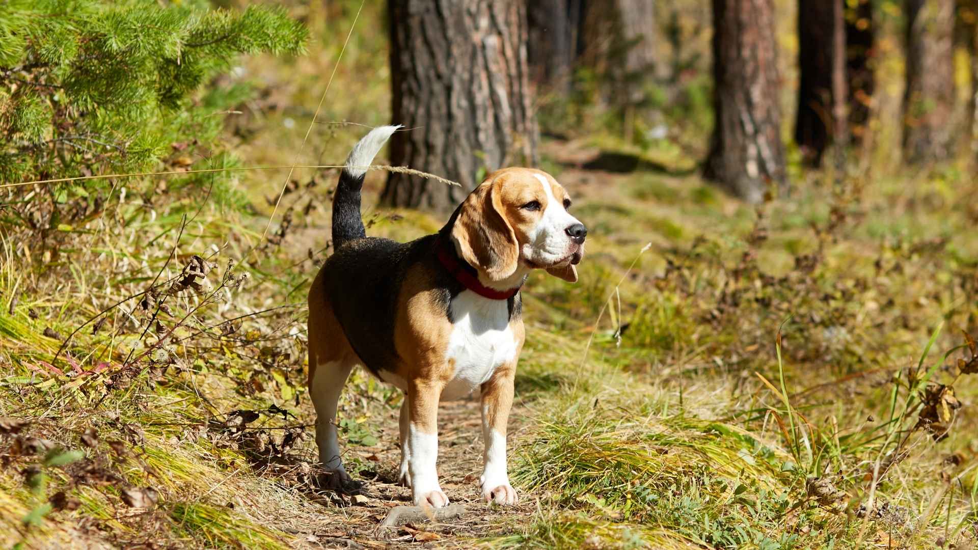 7 Best Tracker Dog Breeds Following Trails