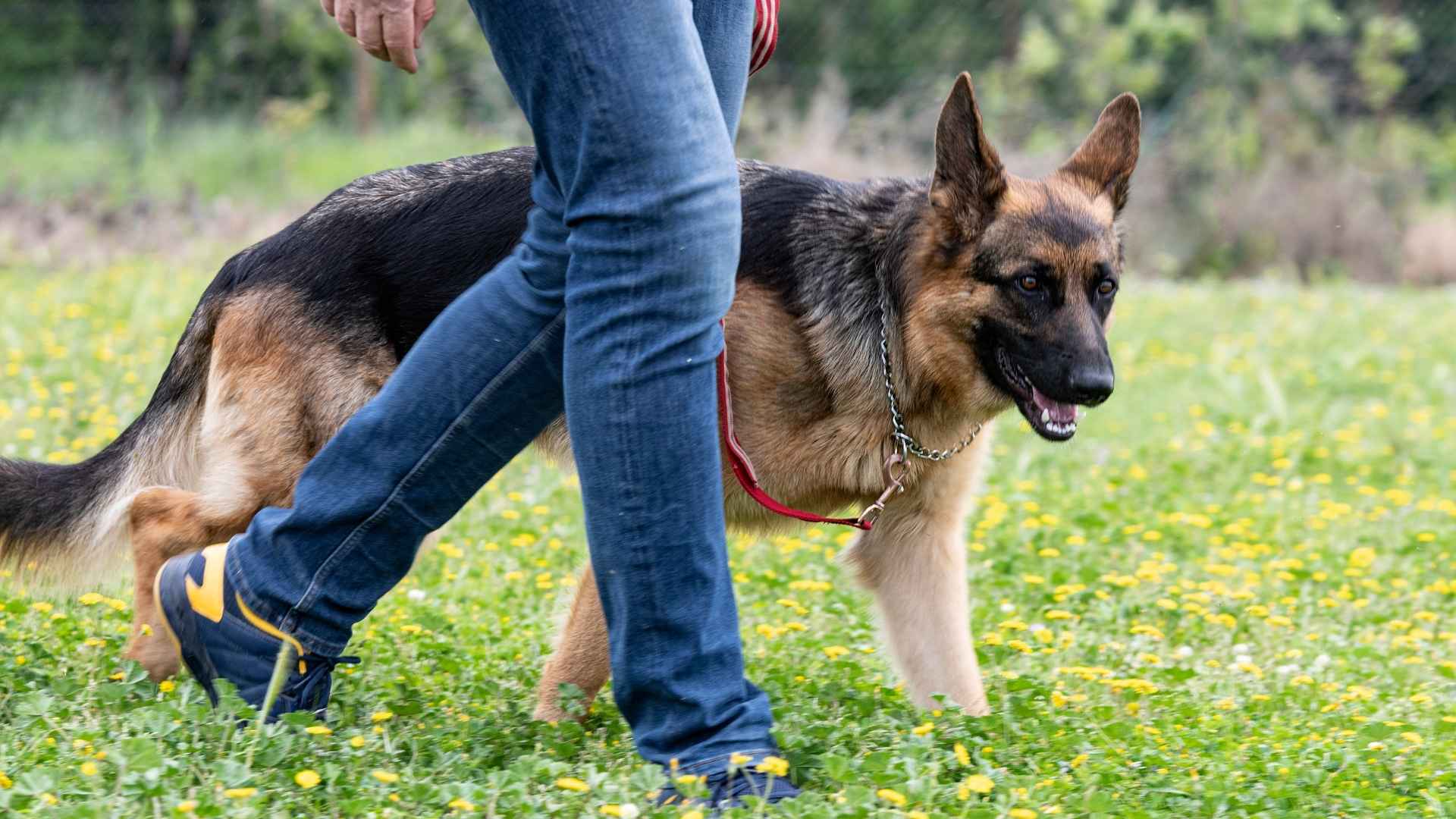 7 Bold Brave Dog Breeds Standing By Your Side