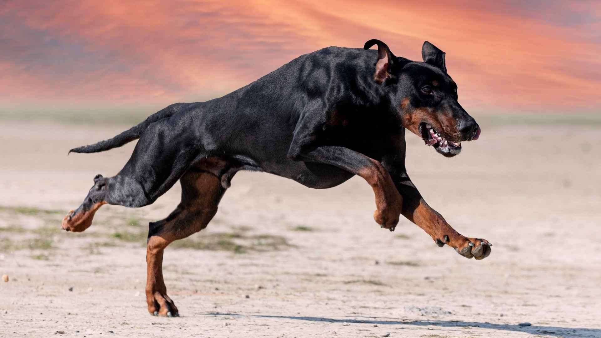 7 Bold, Brave Dog Breeds That Will Never Give Up