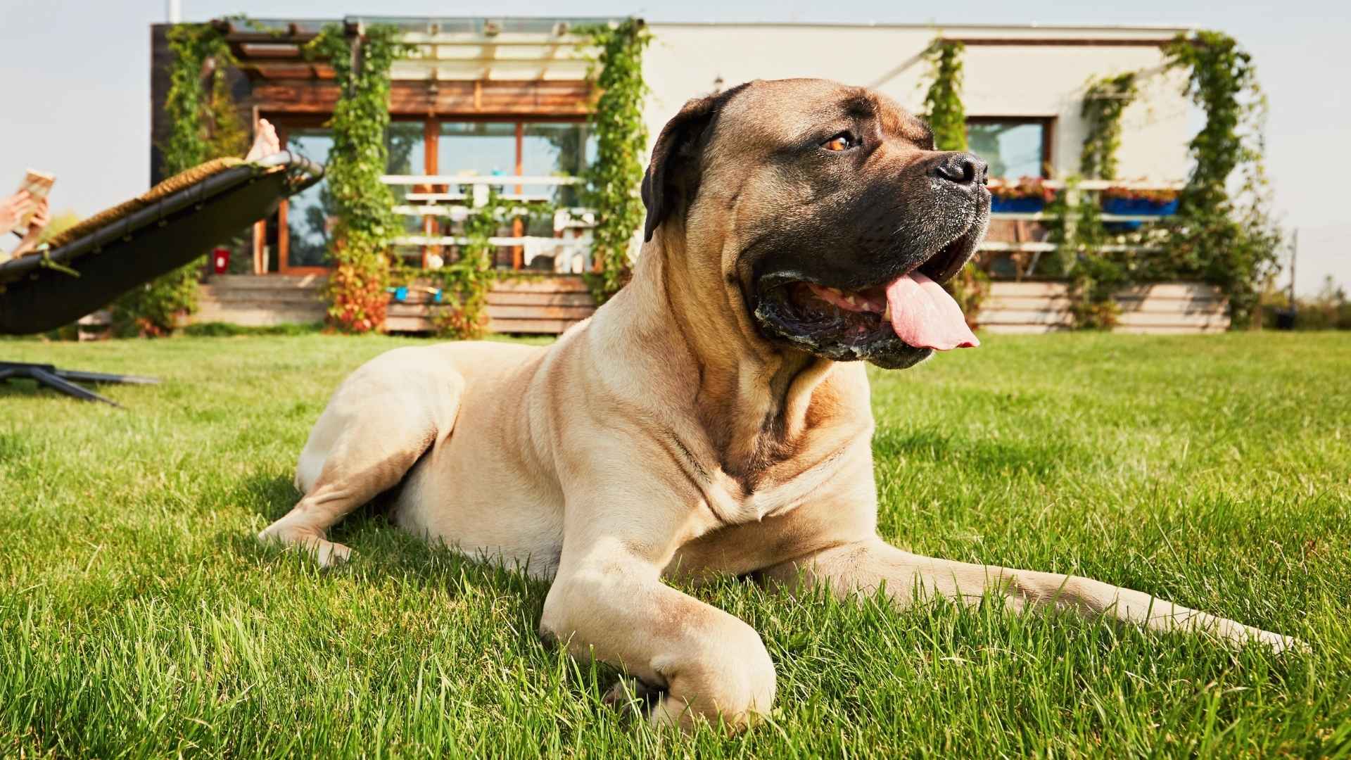 7 Brave Dog Breeds Always Ready to Defend You and Your Home