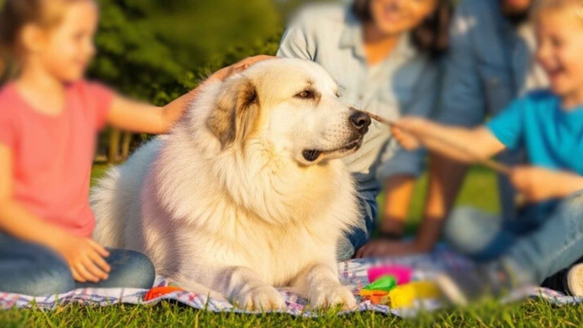 7 Bravest Dog Breeds That Will Protect Your Family