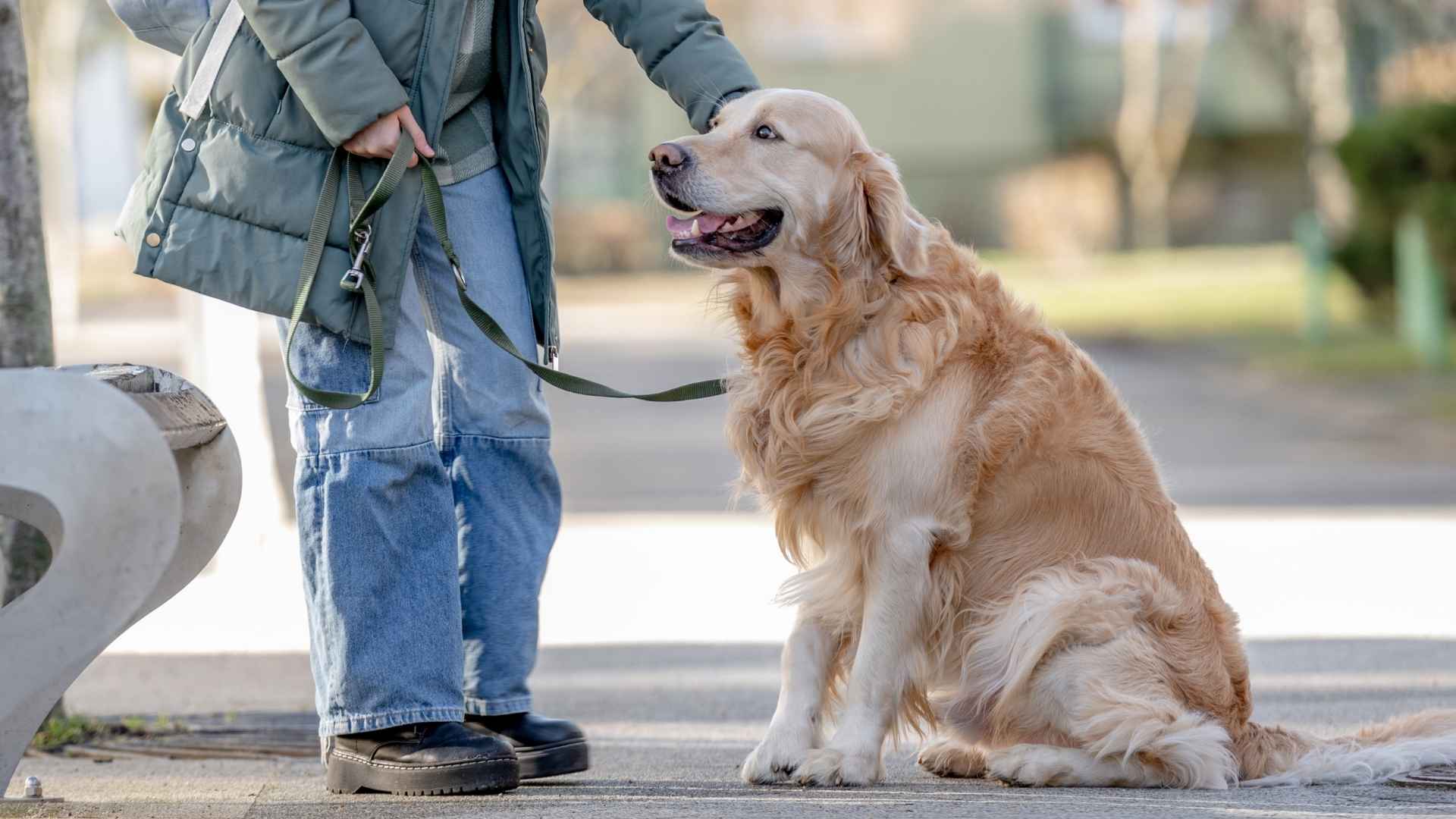 7 Charming Dog Breeds Loved By All Who Meet Them