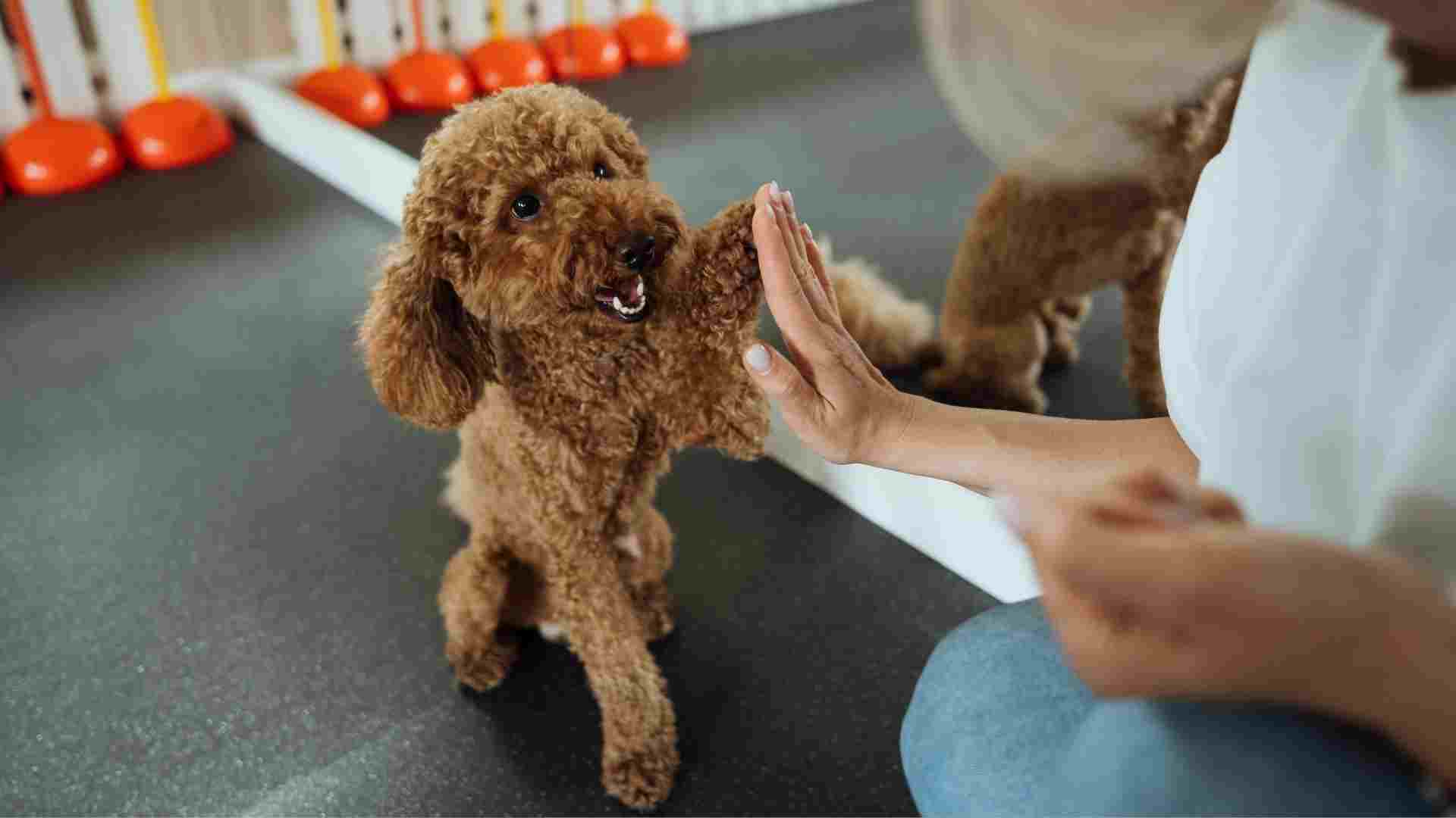 7 Clever Dog Breeds Gifted With Perceptive Minds