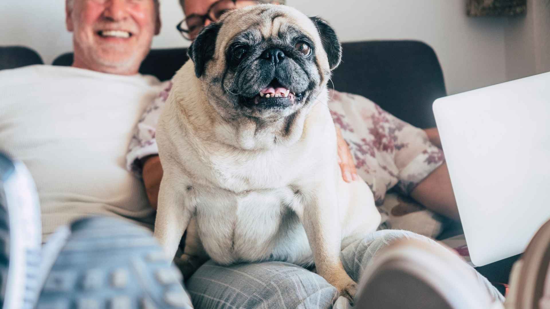 7 Comforting Dog Breeds Good For Seniors